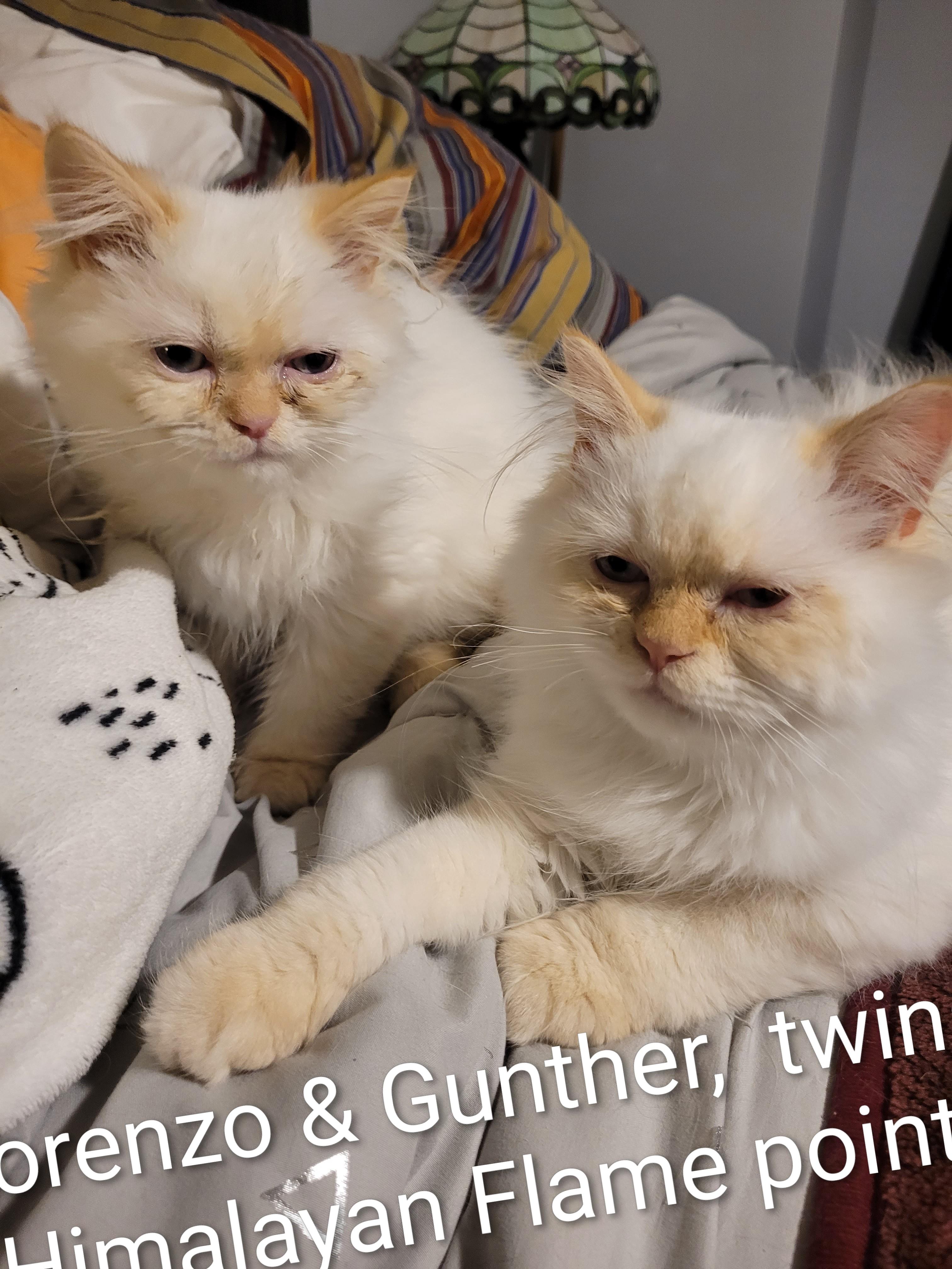 Gunther (m) Himalayan Flame point Siamese, an adoptable Himalayan in Ottawa, ON, K4A 0P3 | Photo Image 6