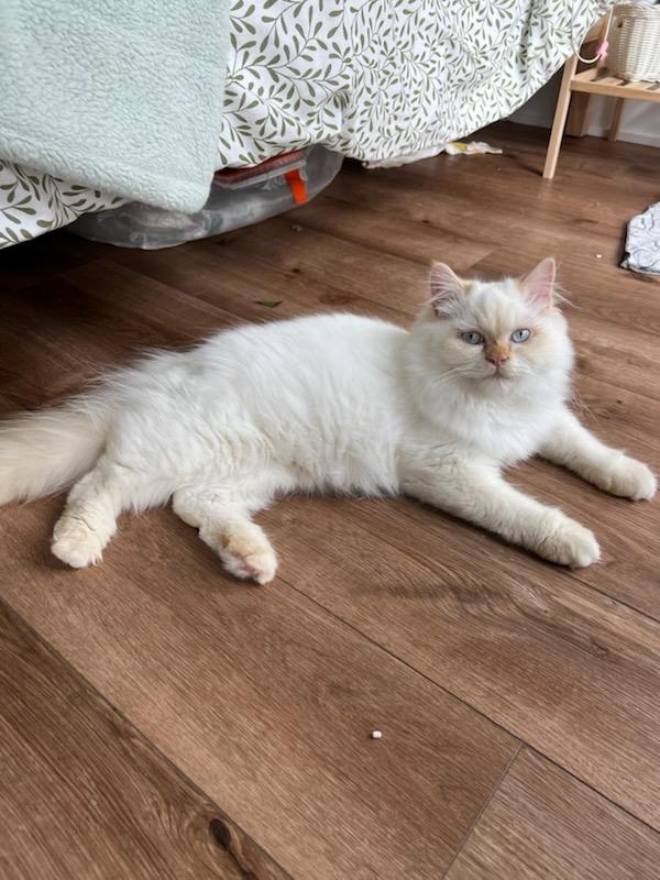 Gunther (m) Himalayan Flame point 5mths
