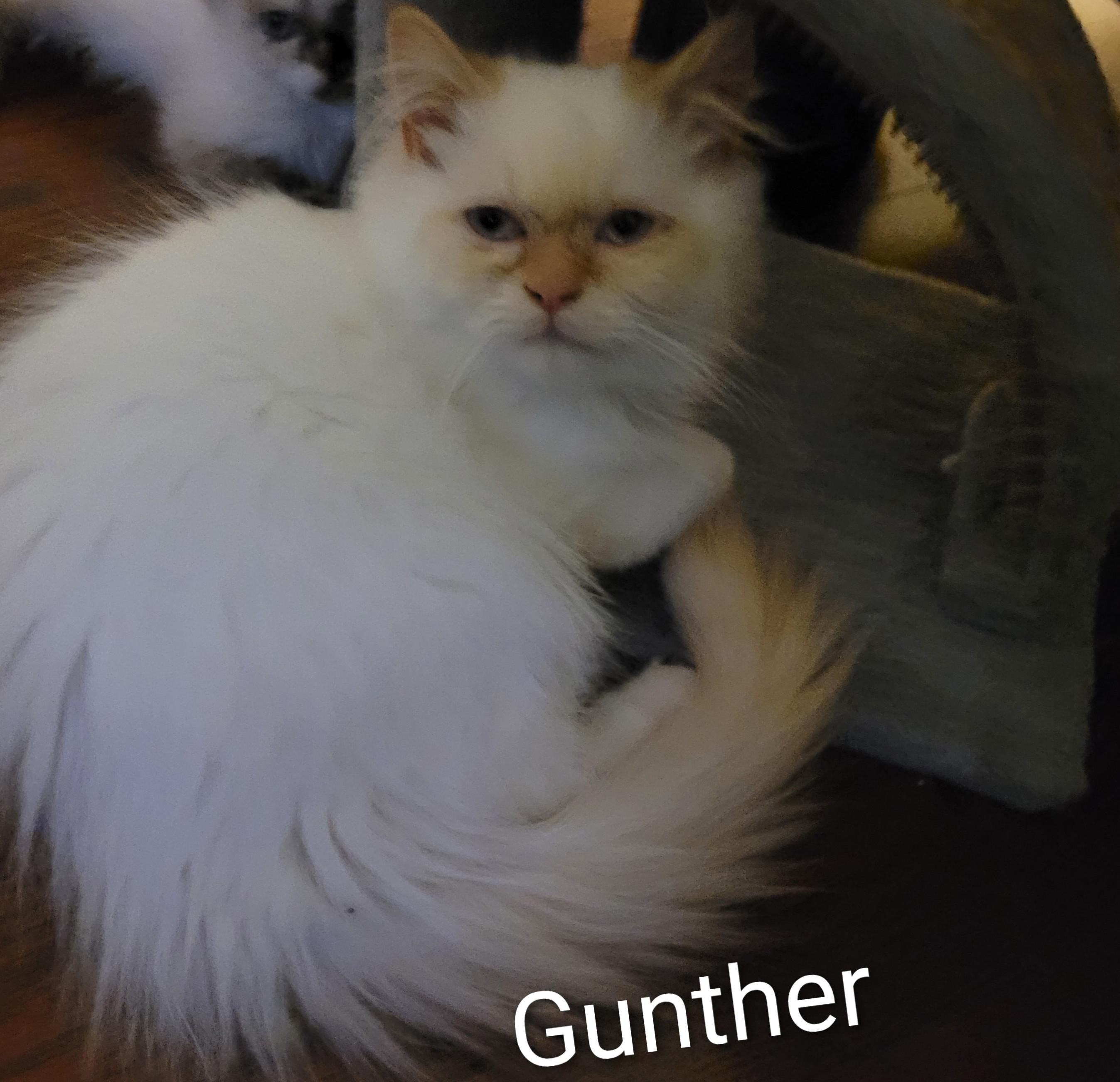Gunther (m) Himalayan Flame point Siamese, an adoptable Himalayan in Ottawa, ON, K4A 0P3 | Photo Image 3