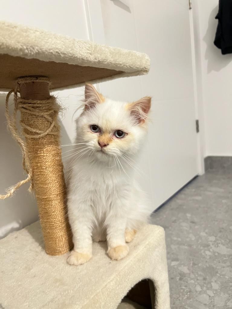 Gunther (m) Himalayan Flame point Siamese, an adoptable Himalayan in Ottawa, ON, K4A 0P3 | Photo Image 2