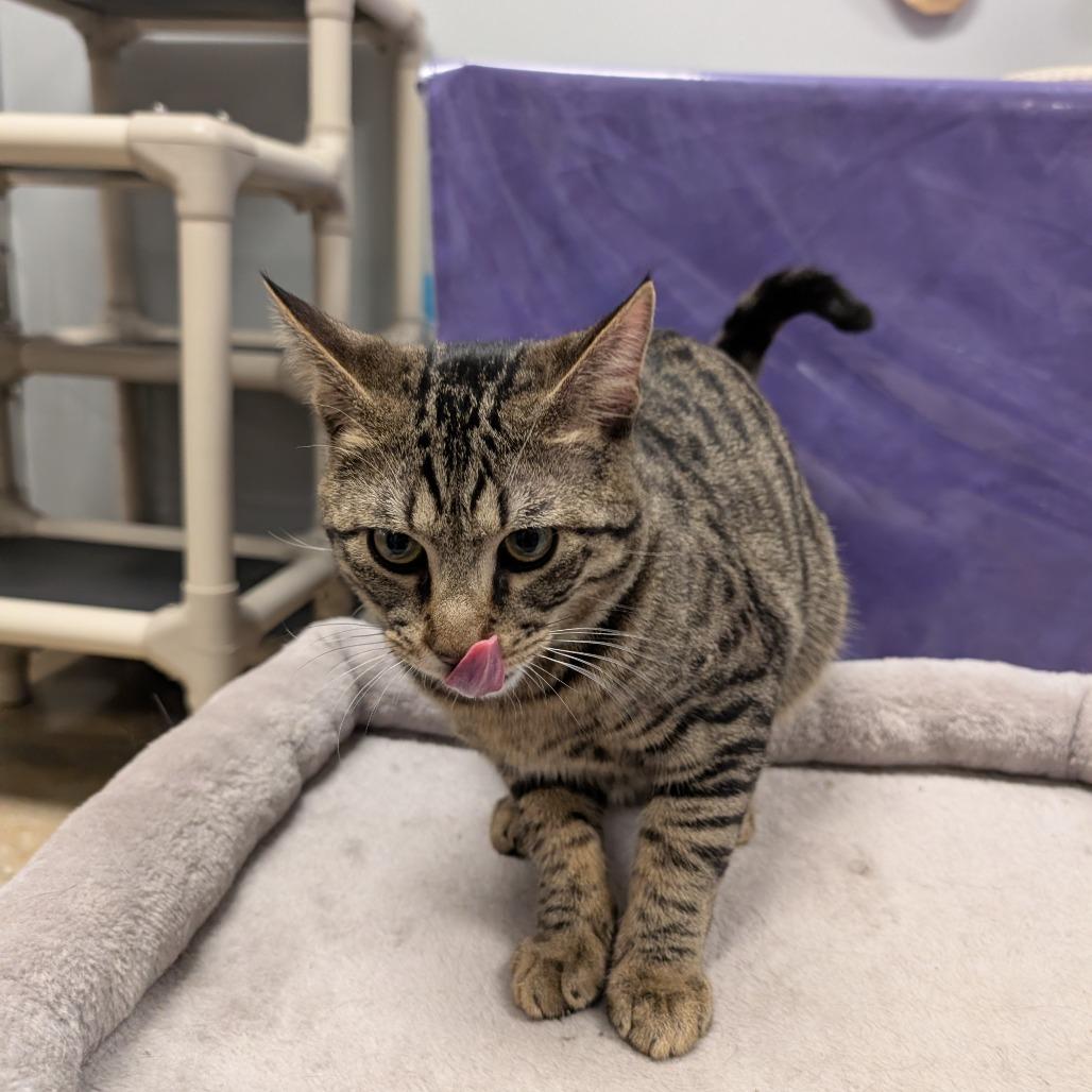 Espael, Adoptable, Young Male Domestic Short Hair.