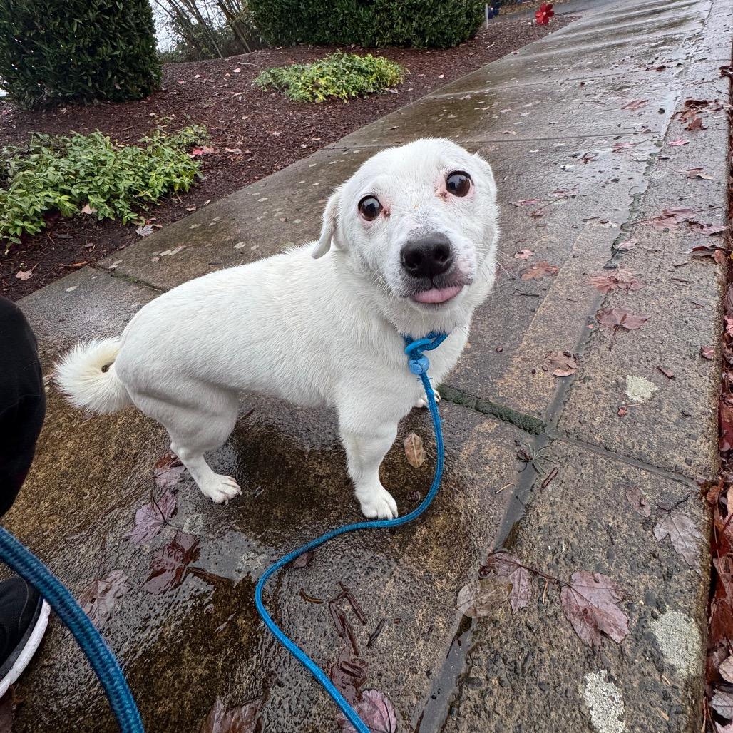 Fuzzball, Adoptable, Adult Male Terrier.