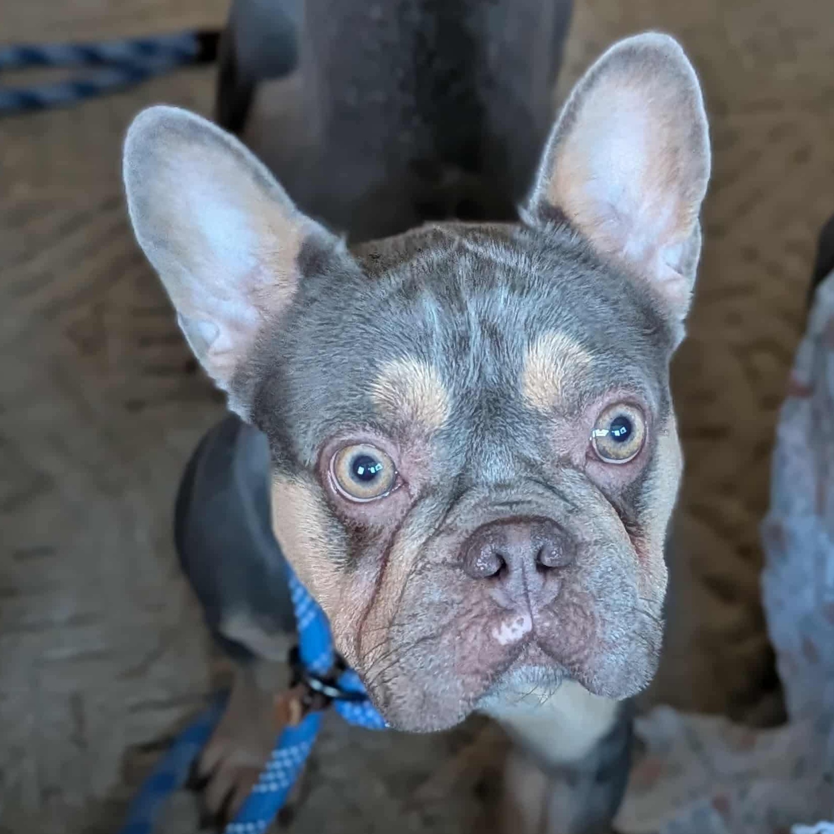 Biscuit, an adoptable French Bulldog in Syracuse, NY image 2/5