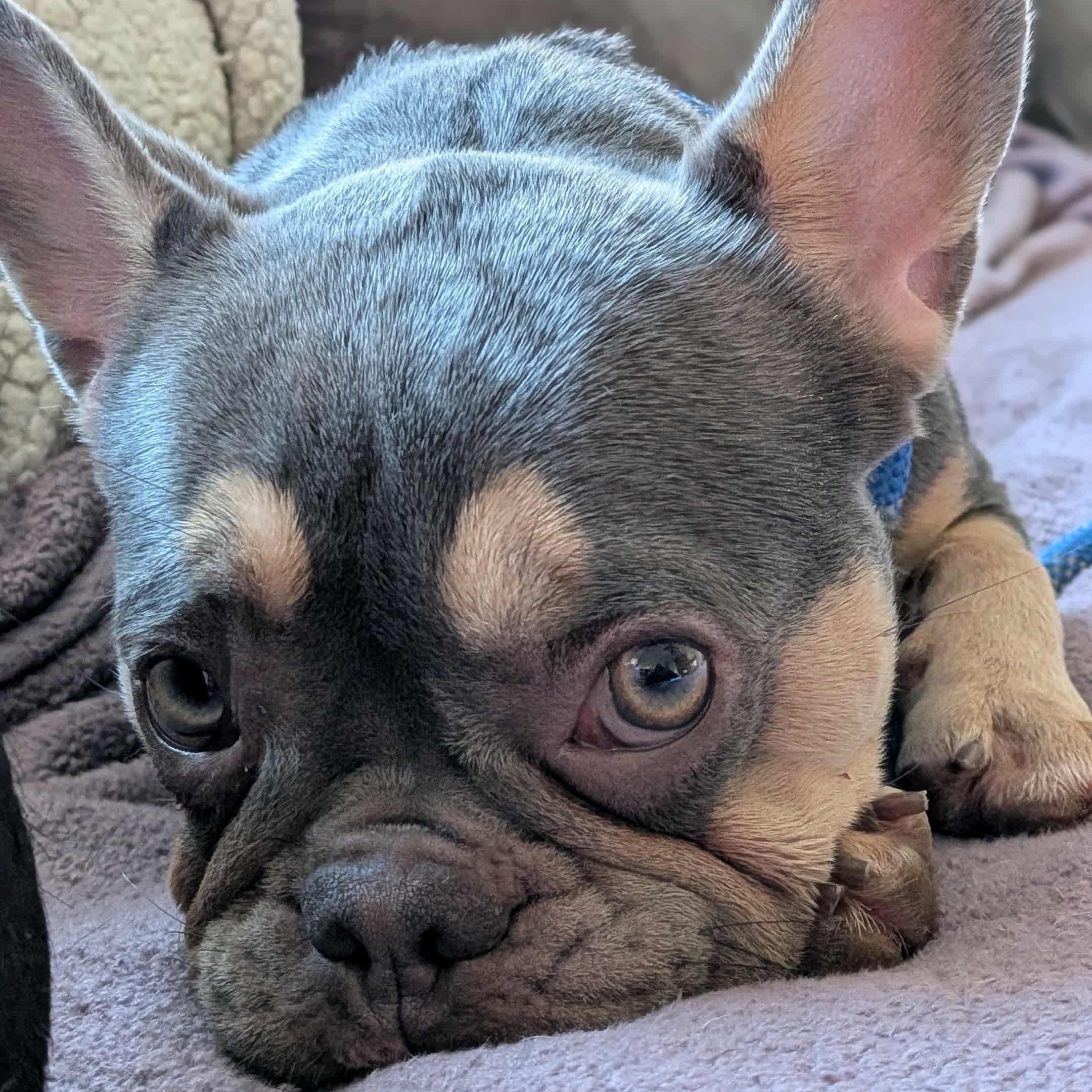 Biscuit, adoptable, Young Female French Bulldog.