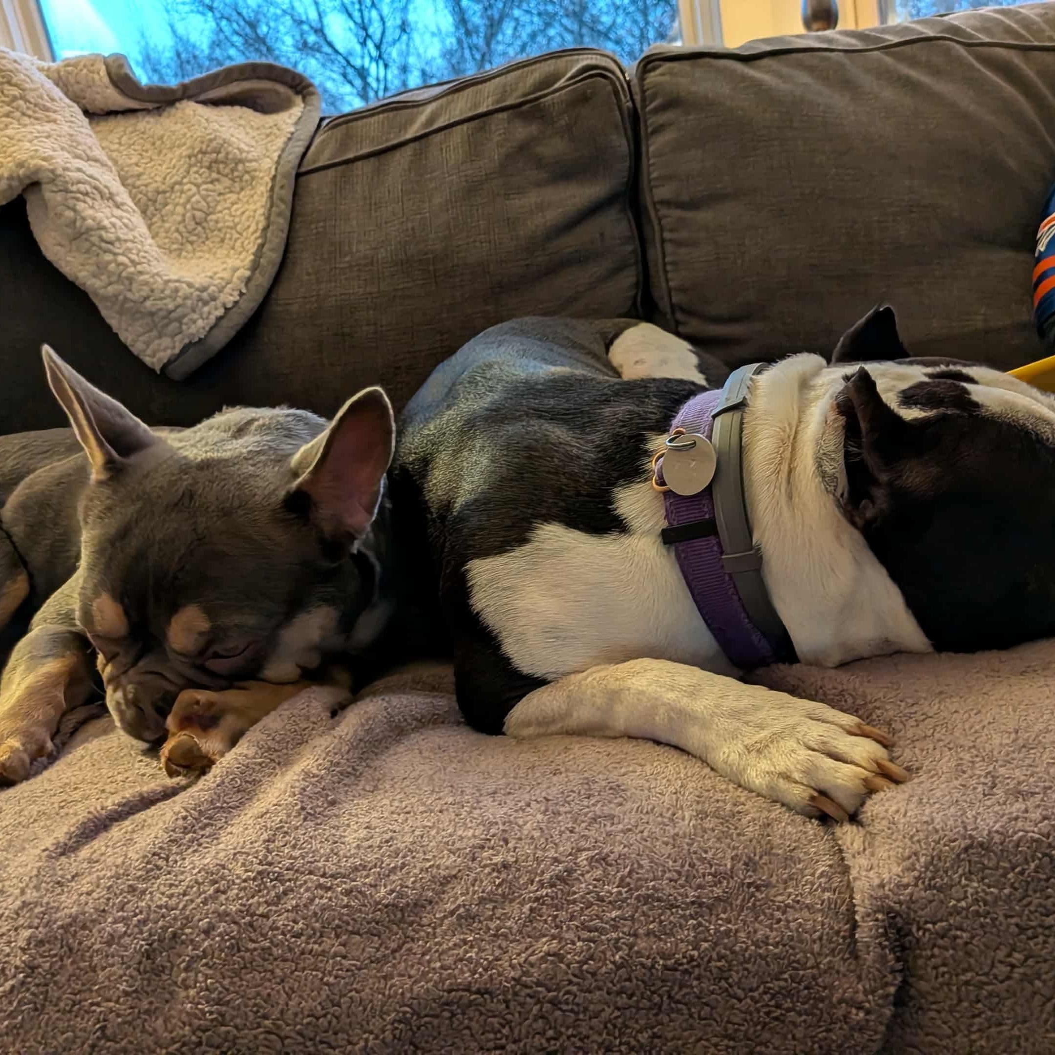 Biscuit, an adoptable French Bulldog in Syracuse, NY image 3/5