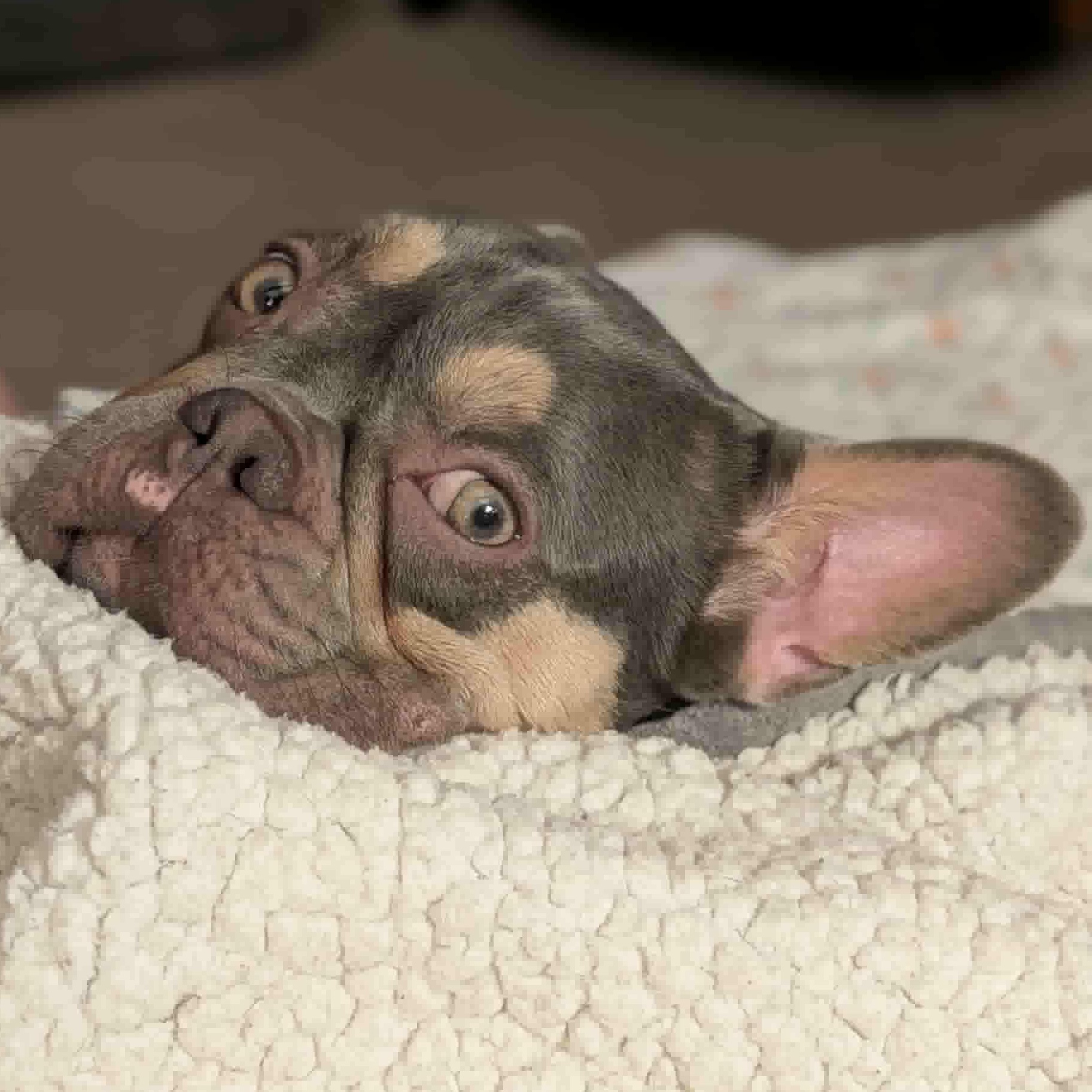 Biscuit, an adoptable French Bulldog in Syracuse, NY image 4/5