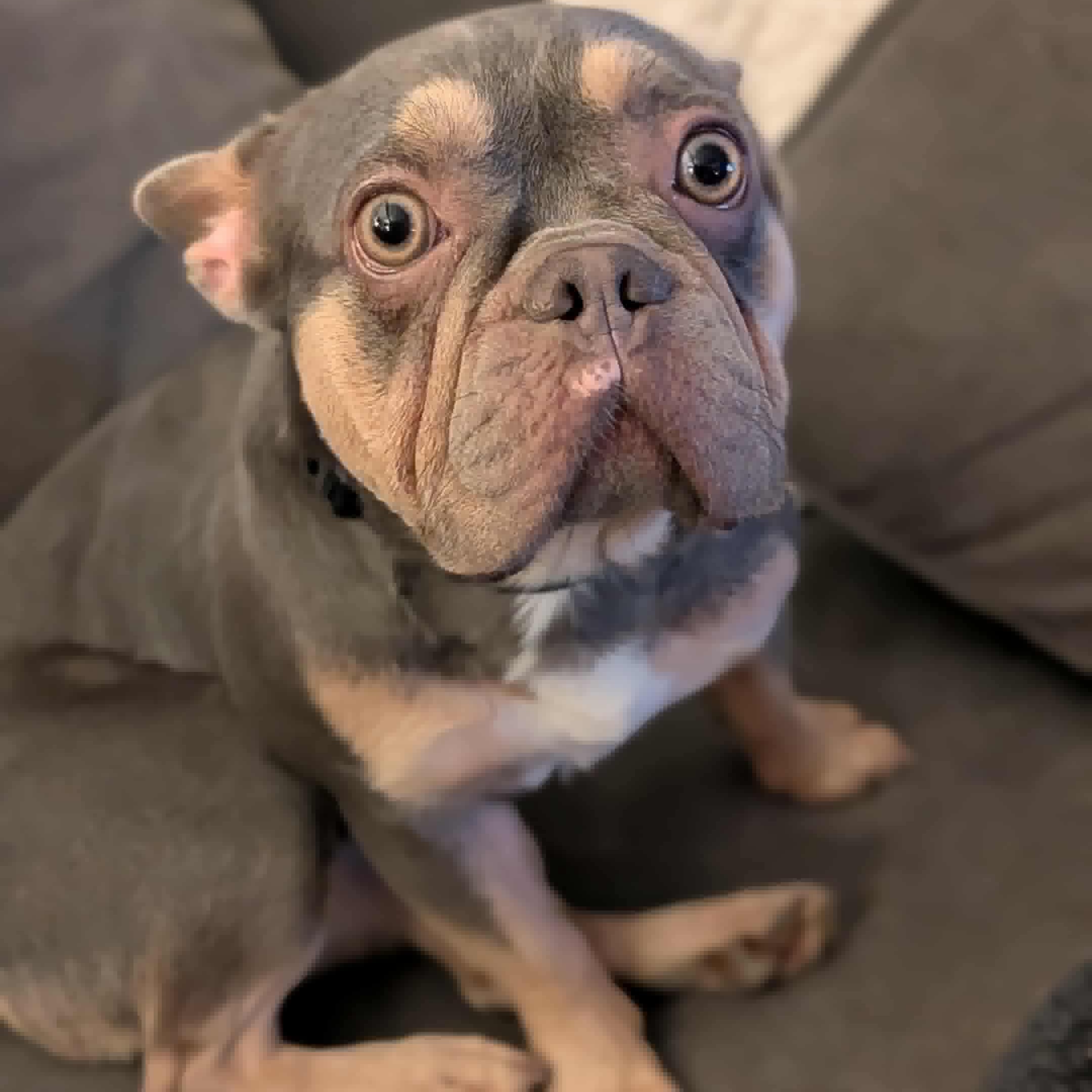 Biscuit, an adoptable French Bulldog in Syracuse, NY image 5/5