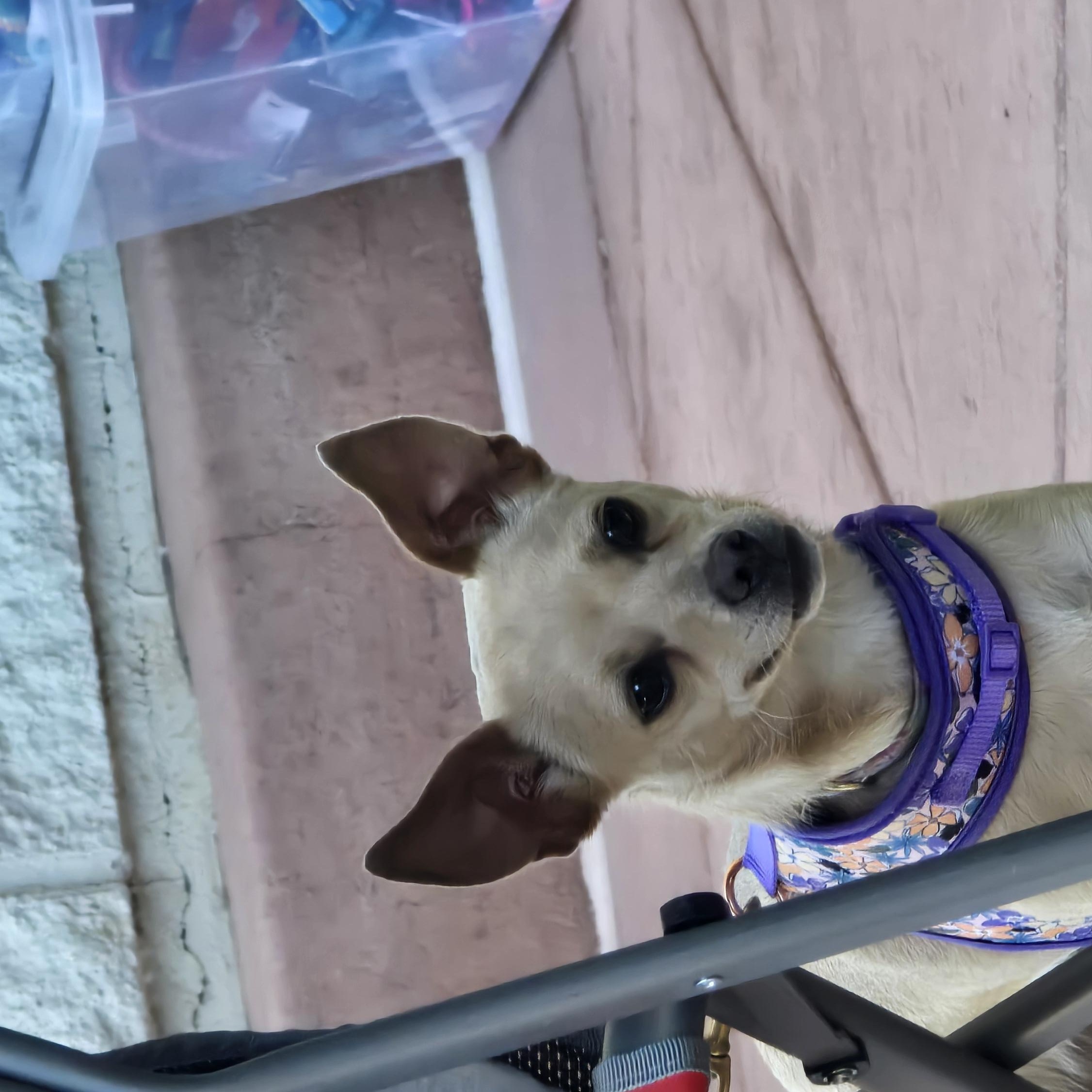 Sparkle, ADOPTABLE, Young Female Chihuahua.