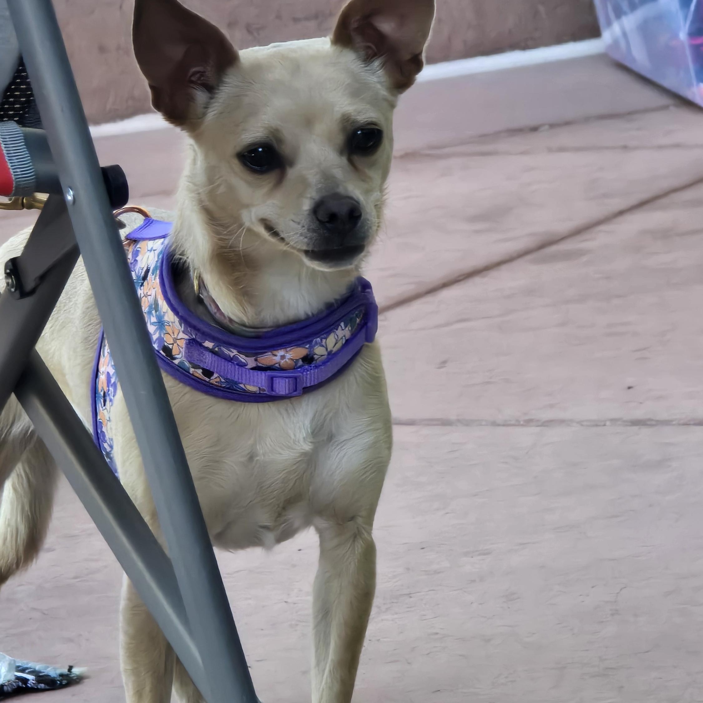 Enlarge Sparkle, an adoptable mixed breed in Tracy, CA image 1/4