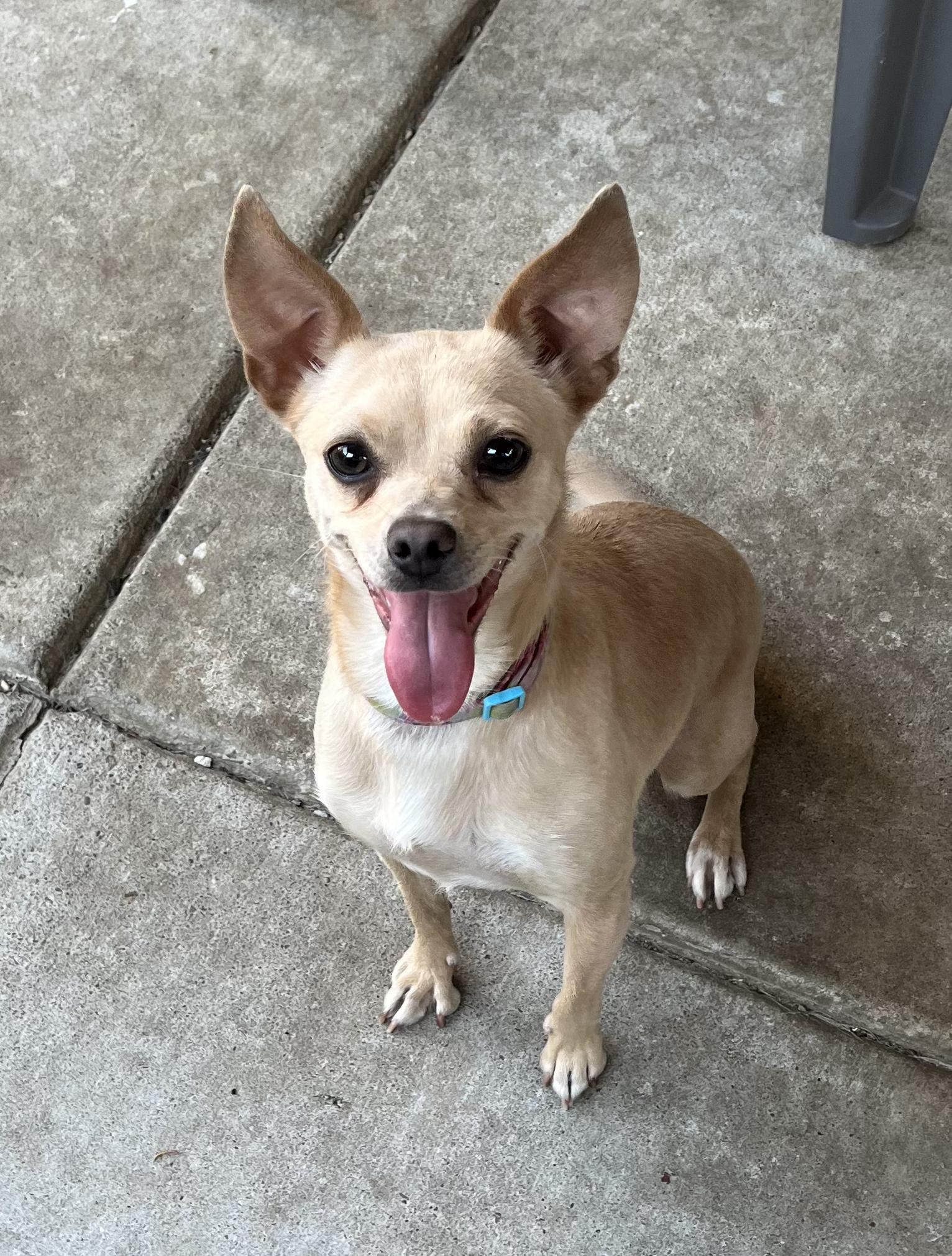 Enlarge Sparkle, an adoptable mixed breed in Tracy, CA image 2/4