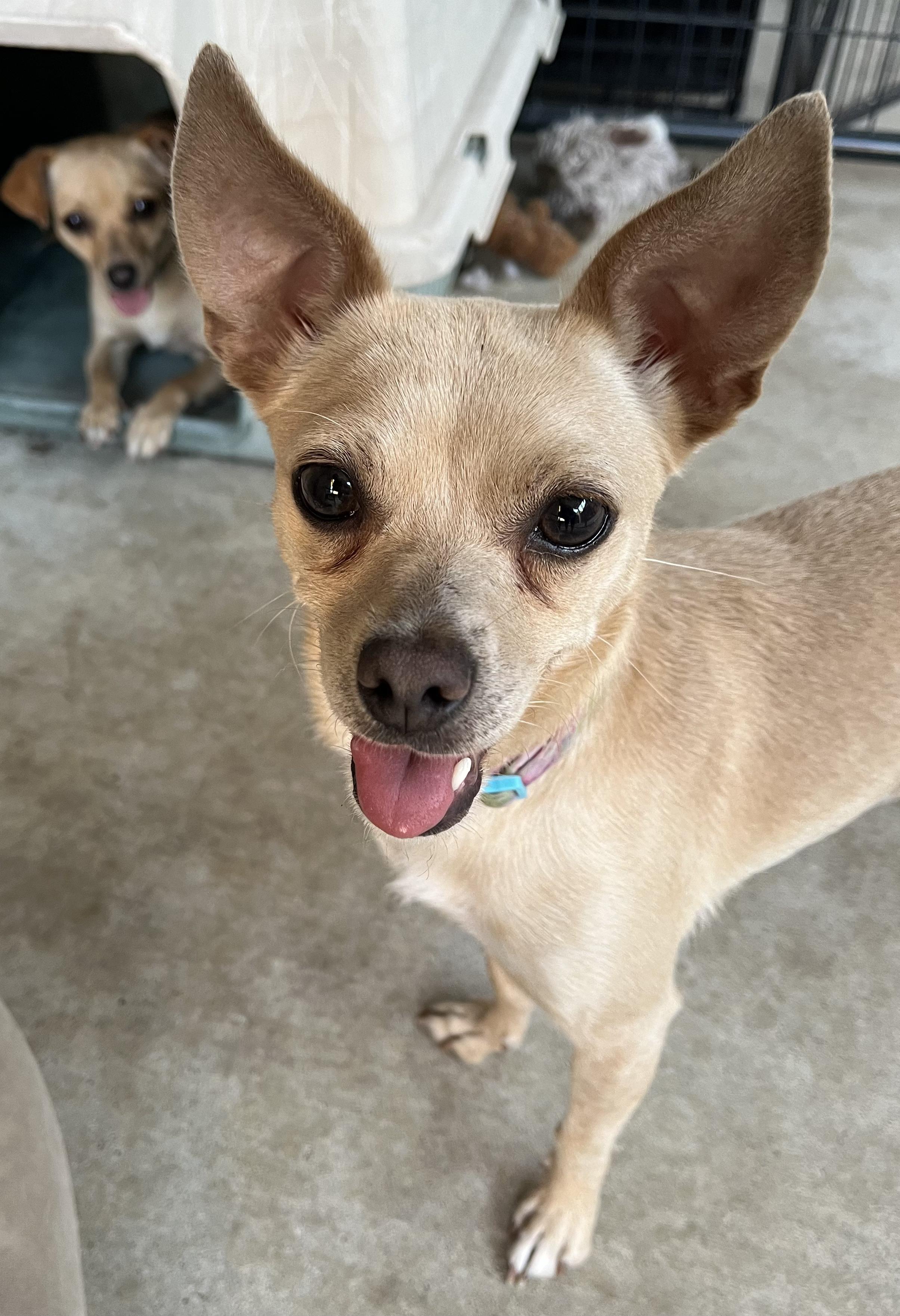 Enlarge Sparkle, an adoptable mixed breed in Tracy, CA image 3/4