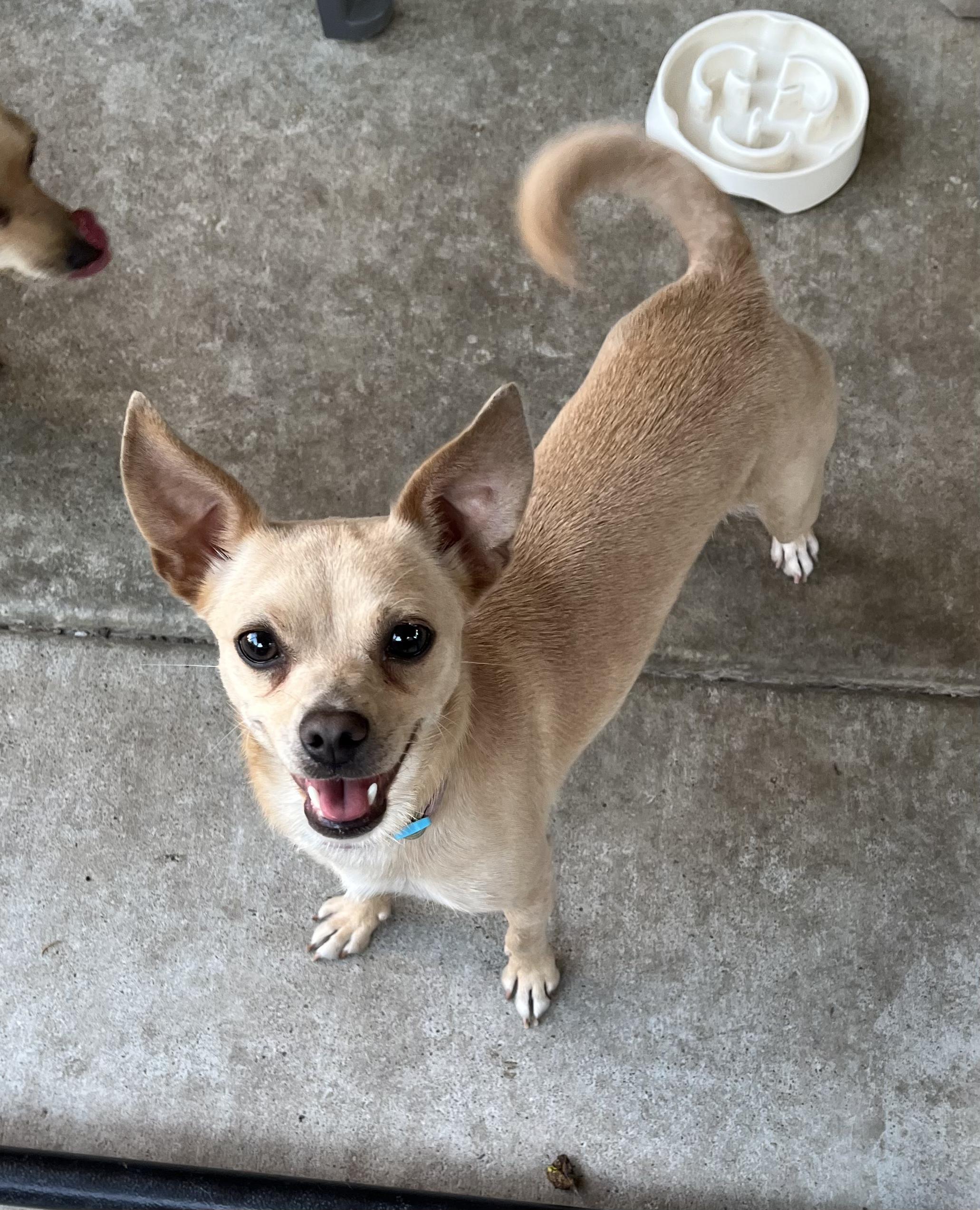 Enlarge Sparkle, an adoptable mixed breed in Tracy, CA image 4/4