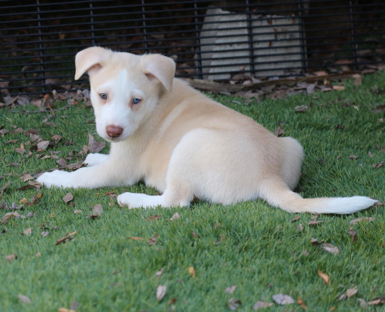 Chance - *Courtesy Listing*, Adoptable, Puppy Male Husky.