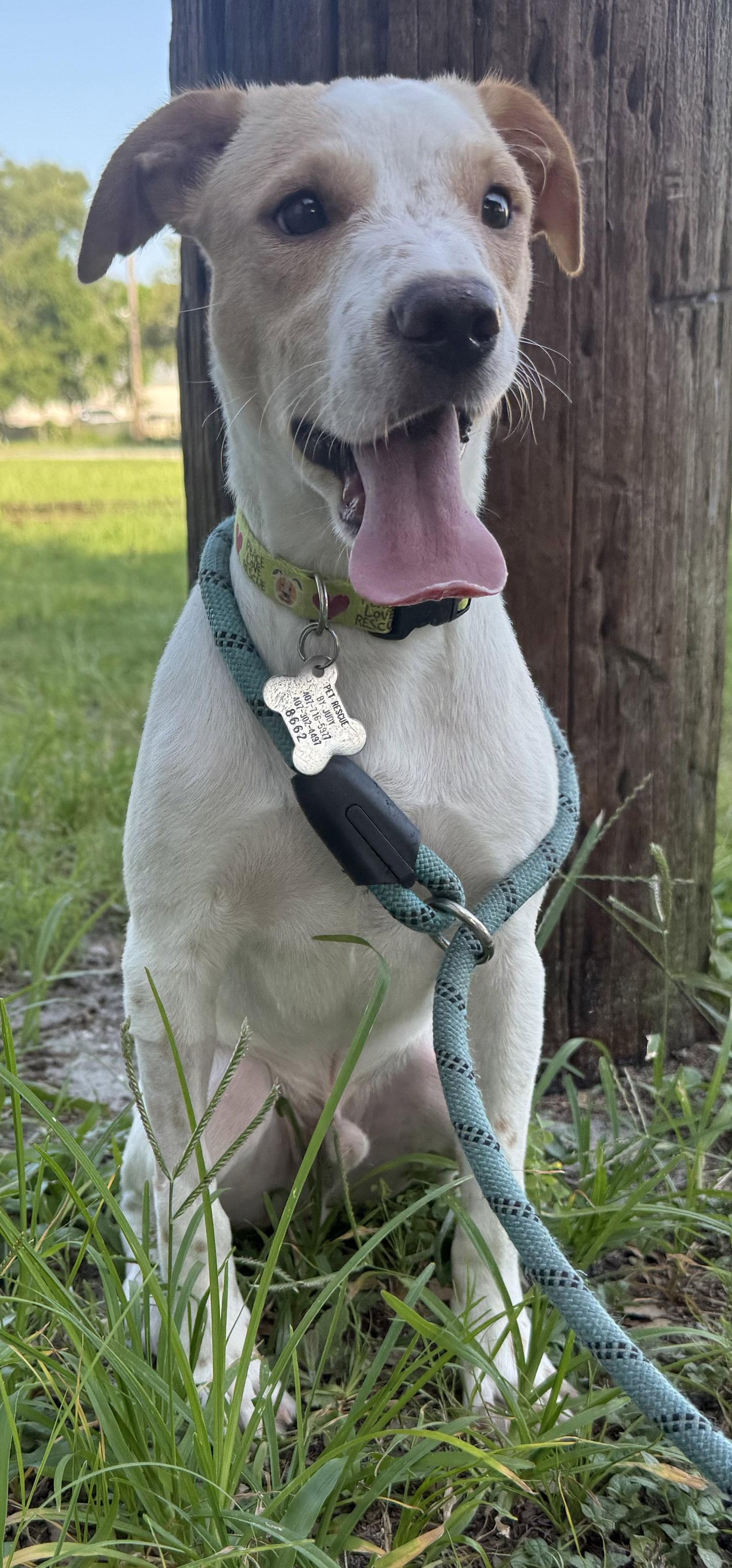 Spot, Adopted, Young Male Rat Terrier & Dachshund.