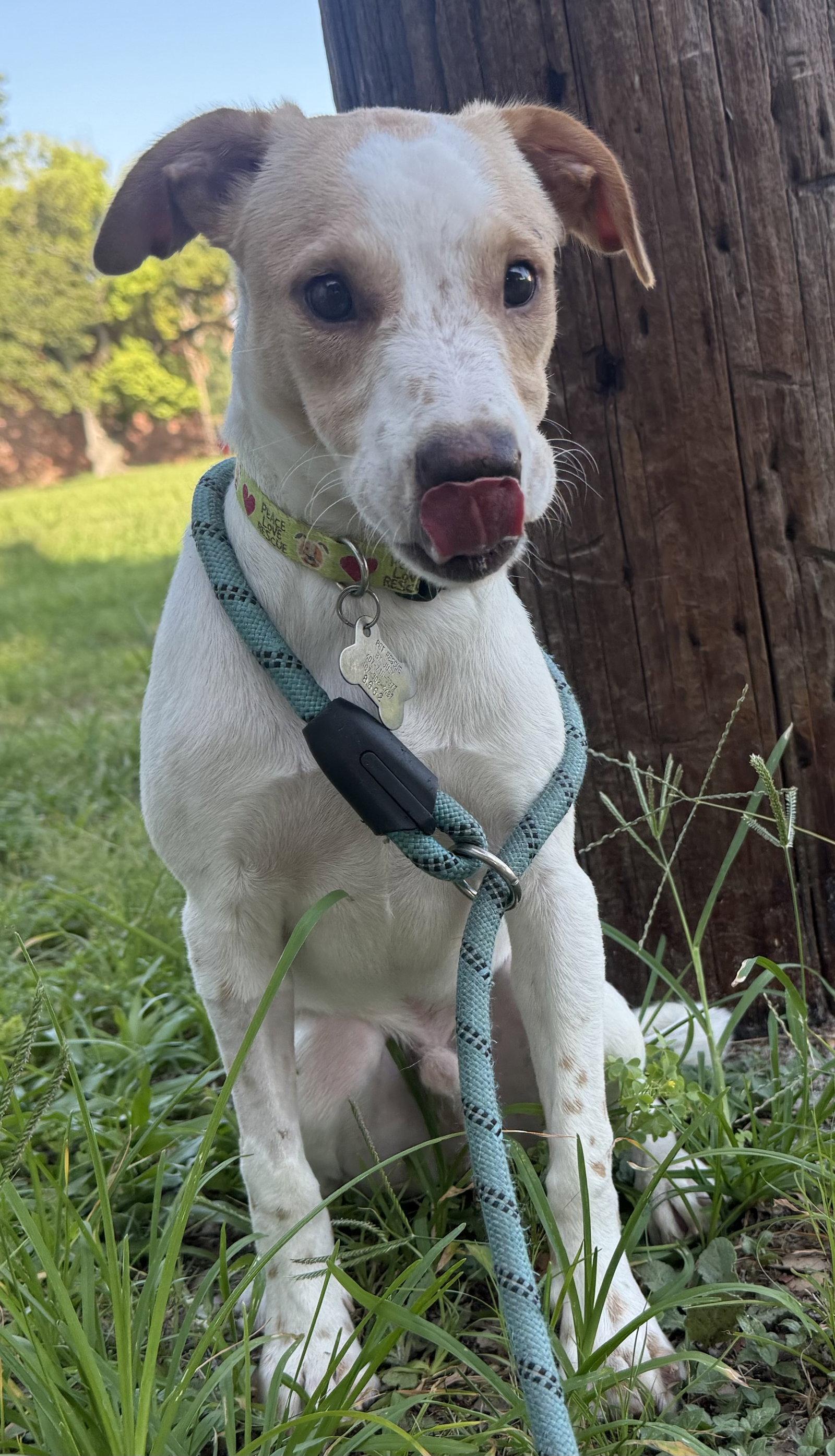 Enlarge Spot, a Adopted mixed breed in Sanford, FL image 2/3