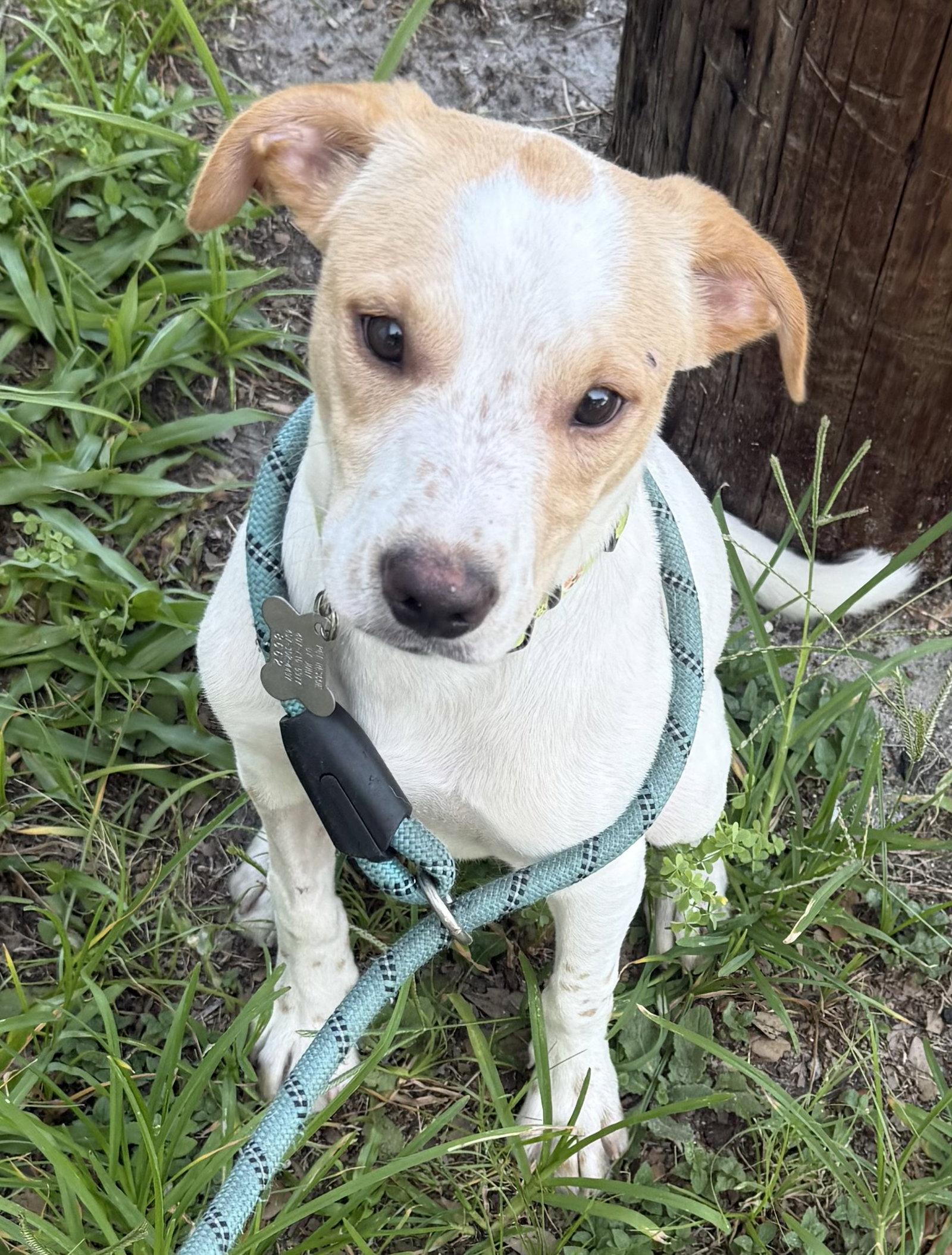 Enlarge Spot, a Adopted mixed breed in Sanford, FL image 3/3