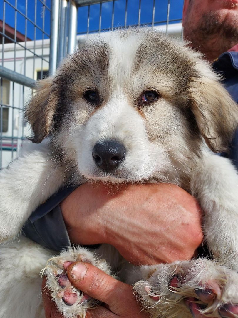 Dexter, a Adoptable Great Pyrenees in GUERNSEY, WY image 1/3