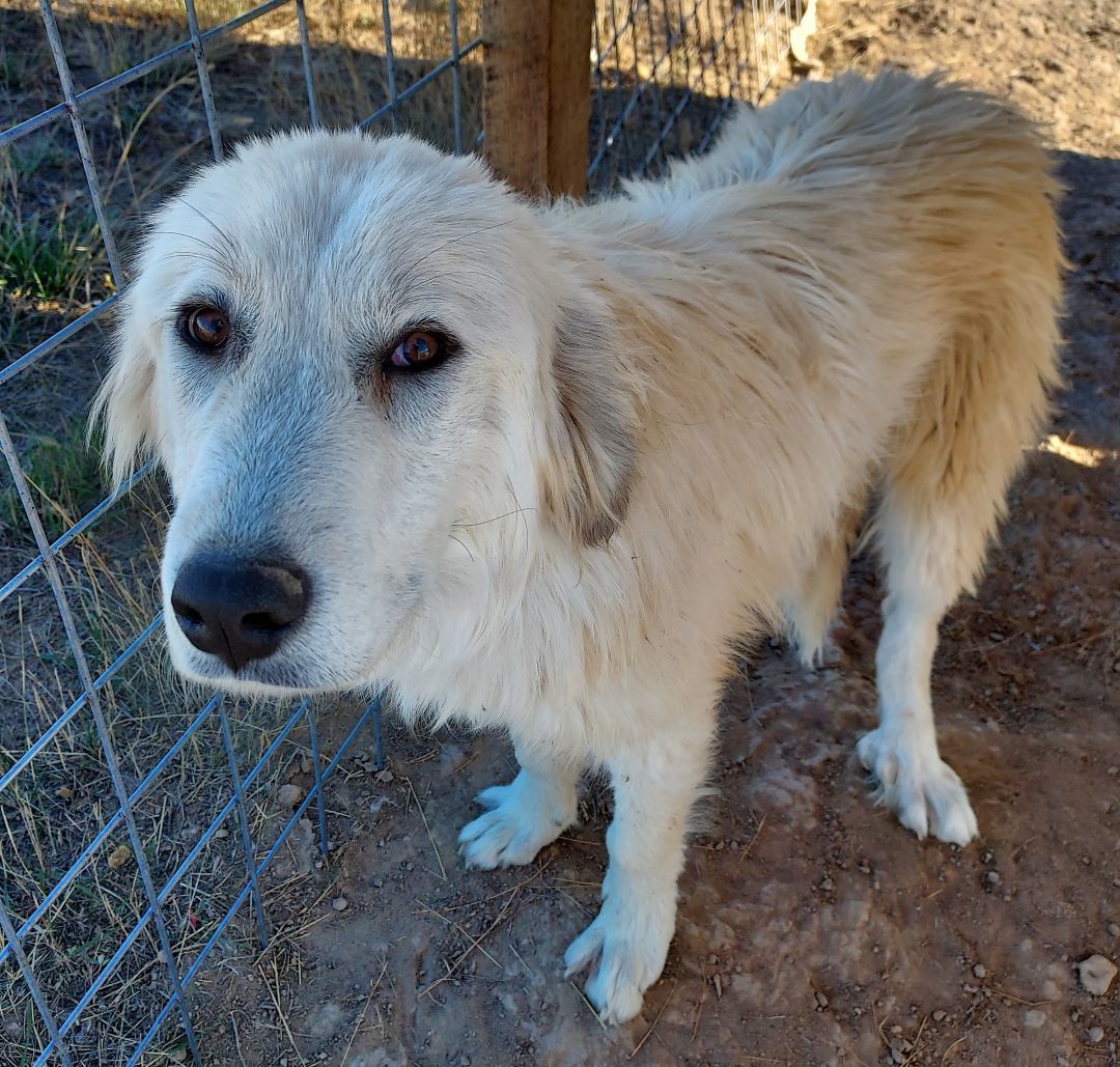 Dexter, a Adoptable Great Pyrenees in GUERNSEY, WY image 2/3
