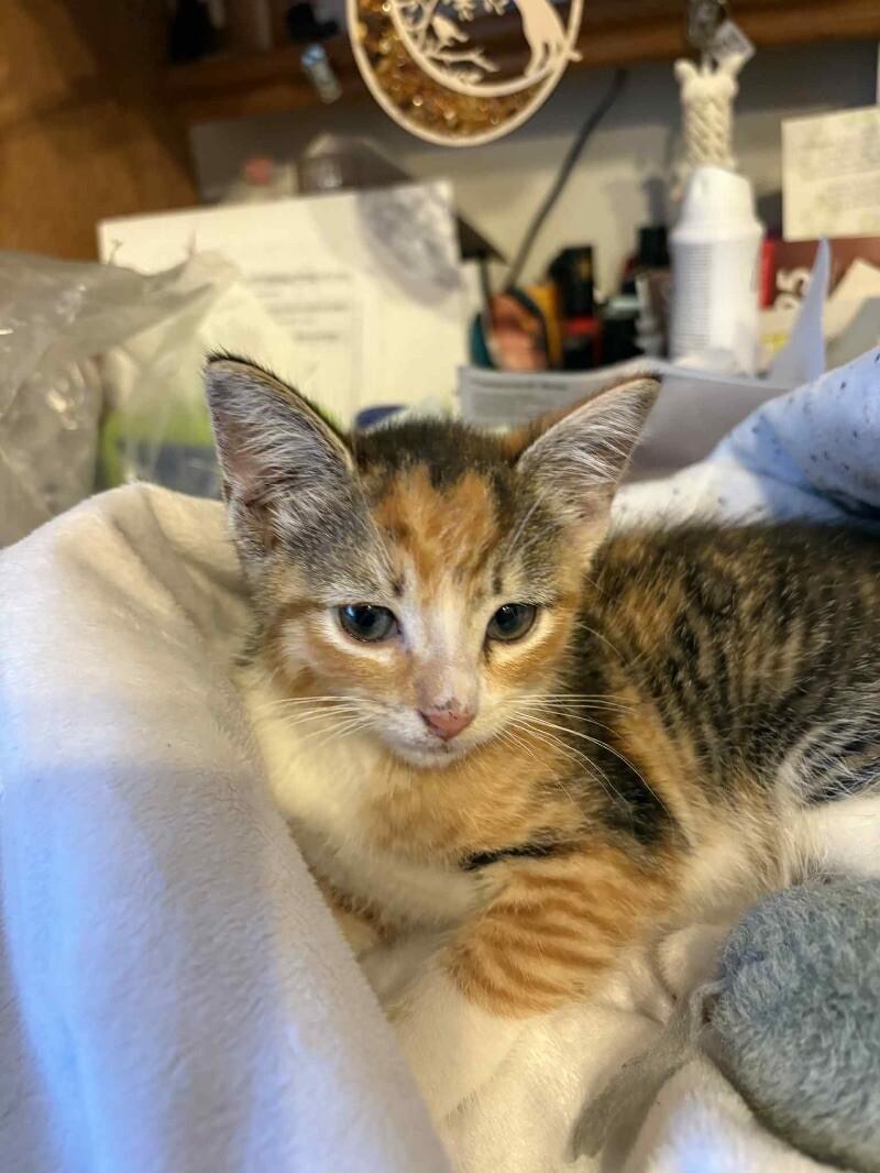 Enlarge Blondie, a Adoptable Domestic Short Hair in Grand Rapids, MI image 2/2