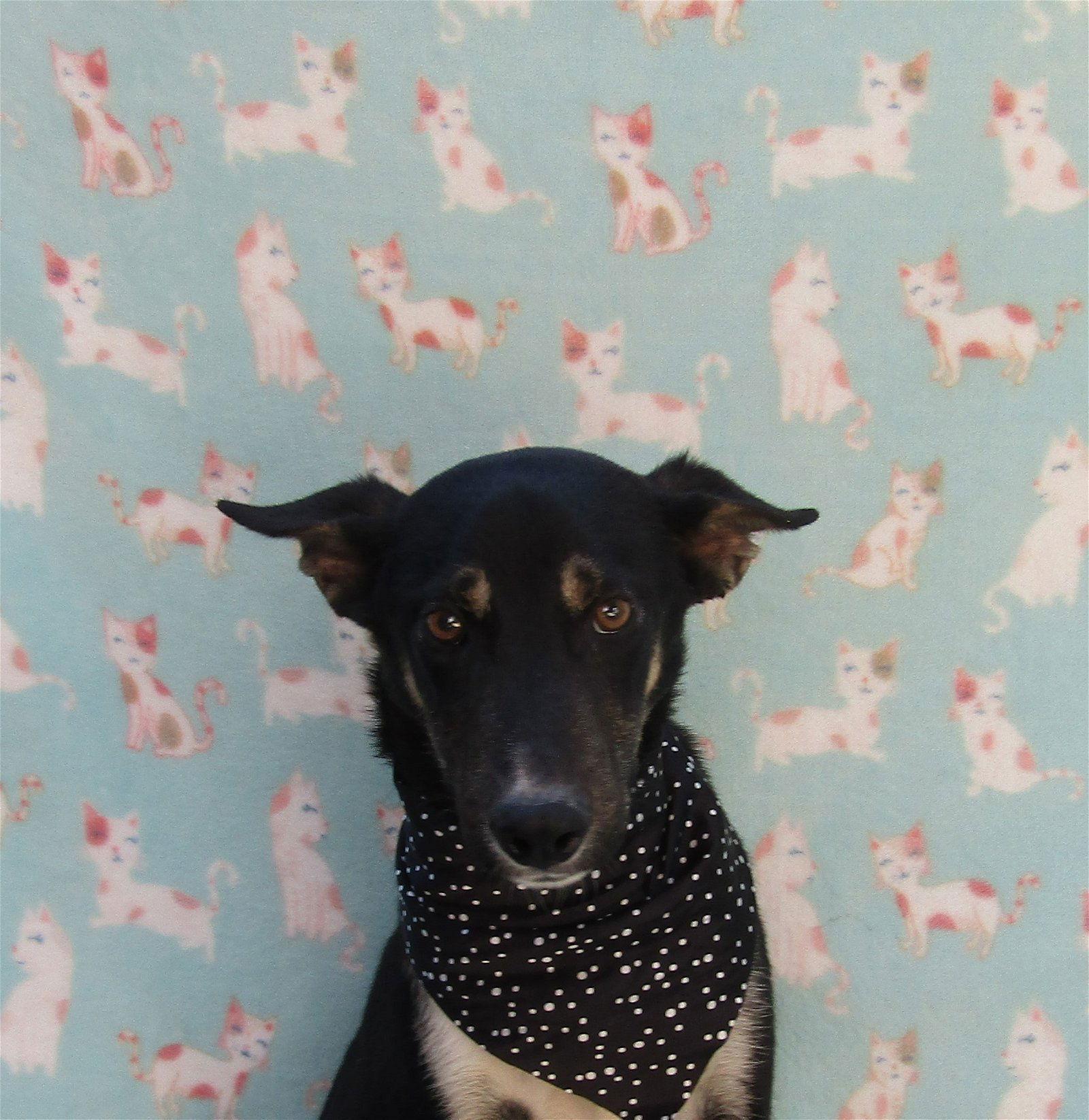 Enlarge Blueel, a Adoptable Labrador Retriever in San Diego, CA image 1/1