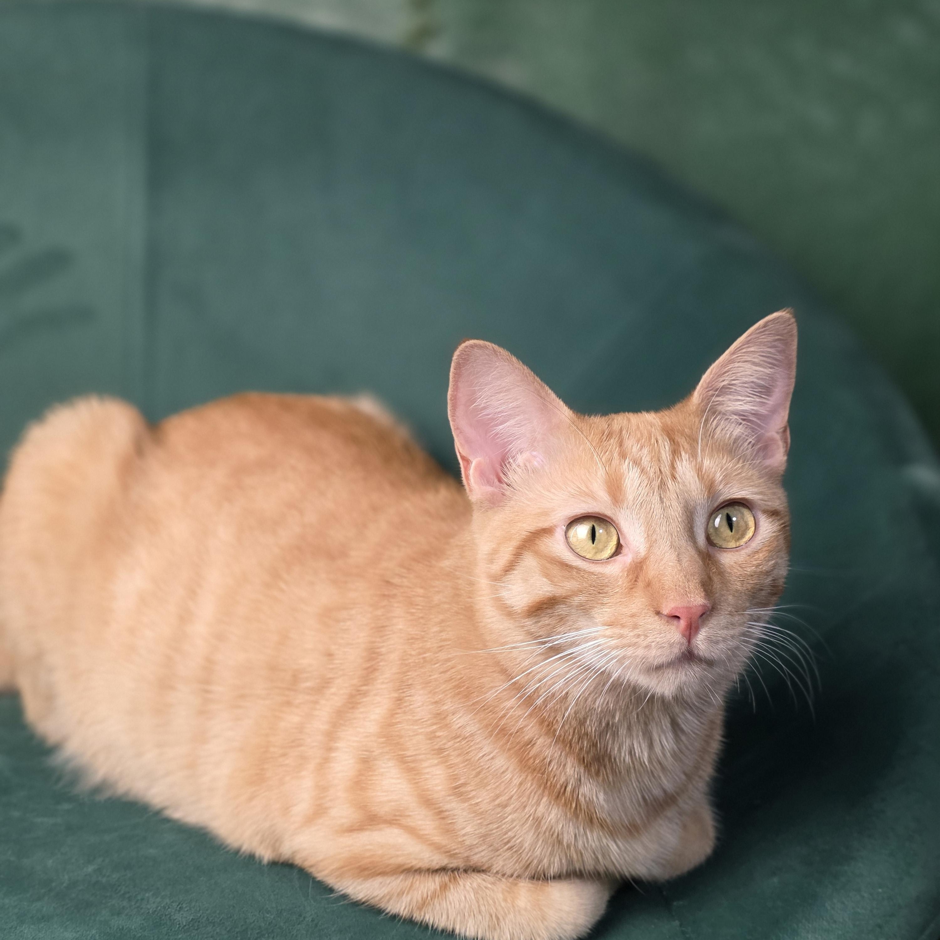 Jenny (RP), an adoptable Domestic Short Hair in Schertz, TX image 1/3