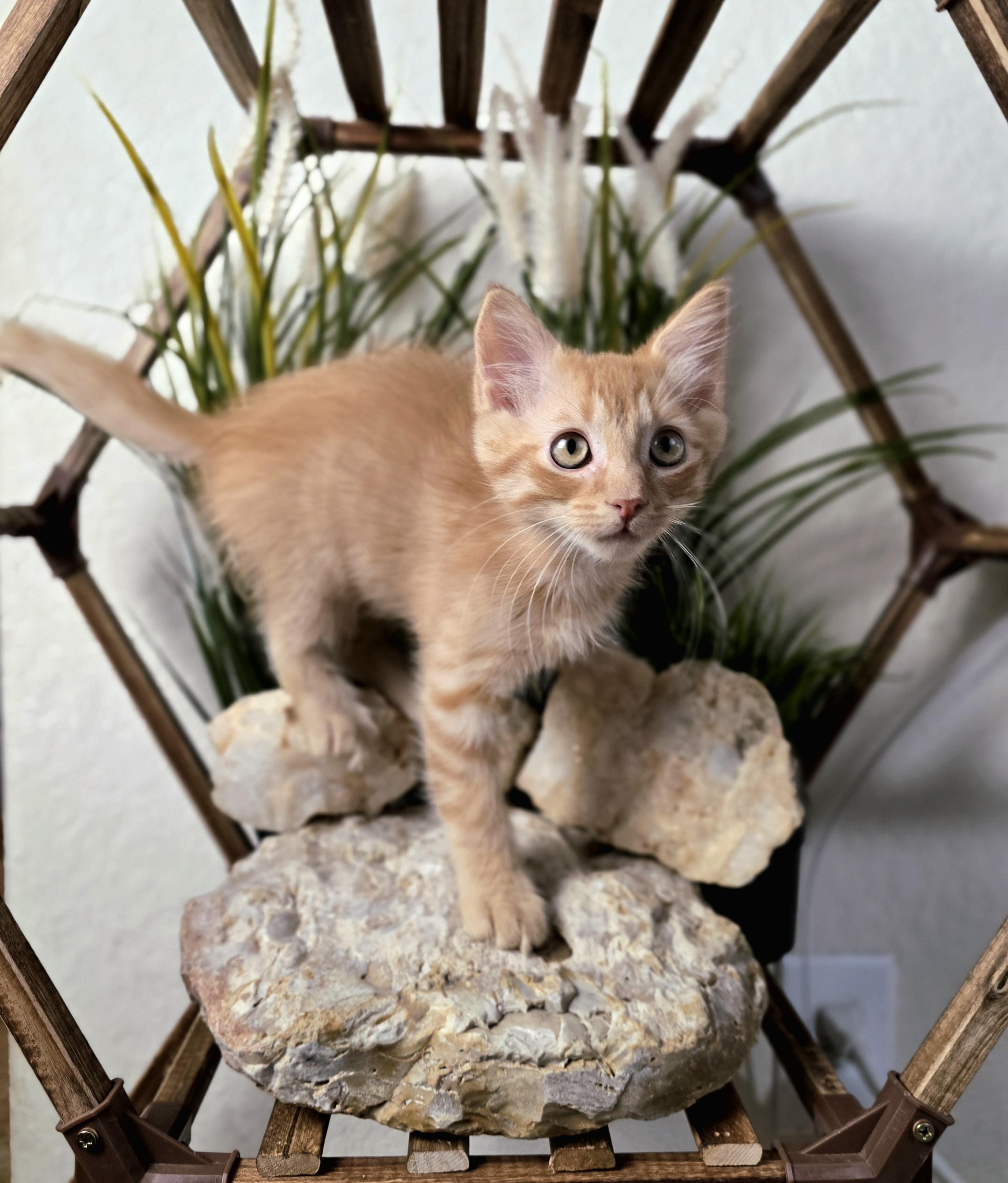 Jenny (RP), an adoptable Domestic Short Hair in Schertz, TX image 2/2