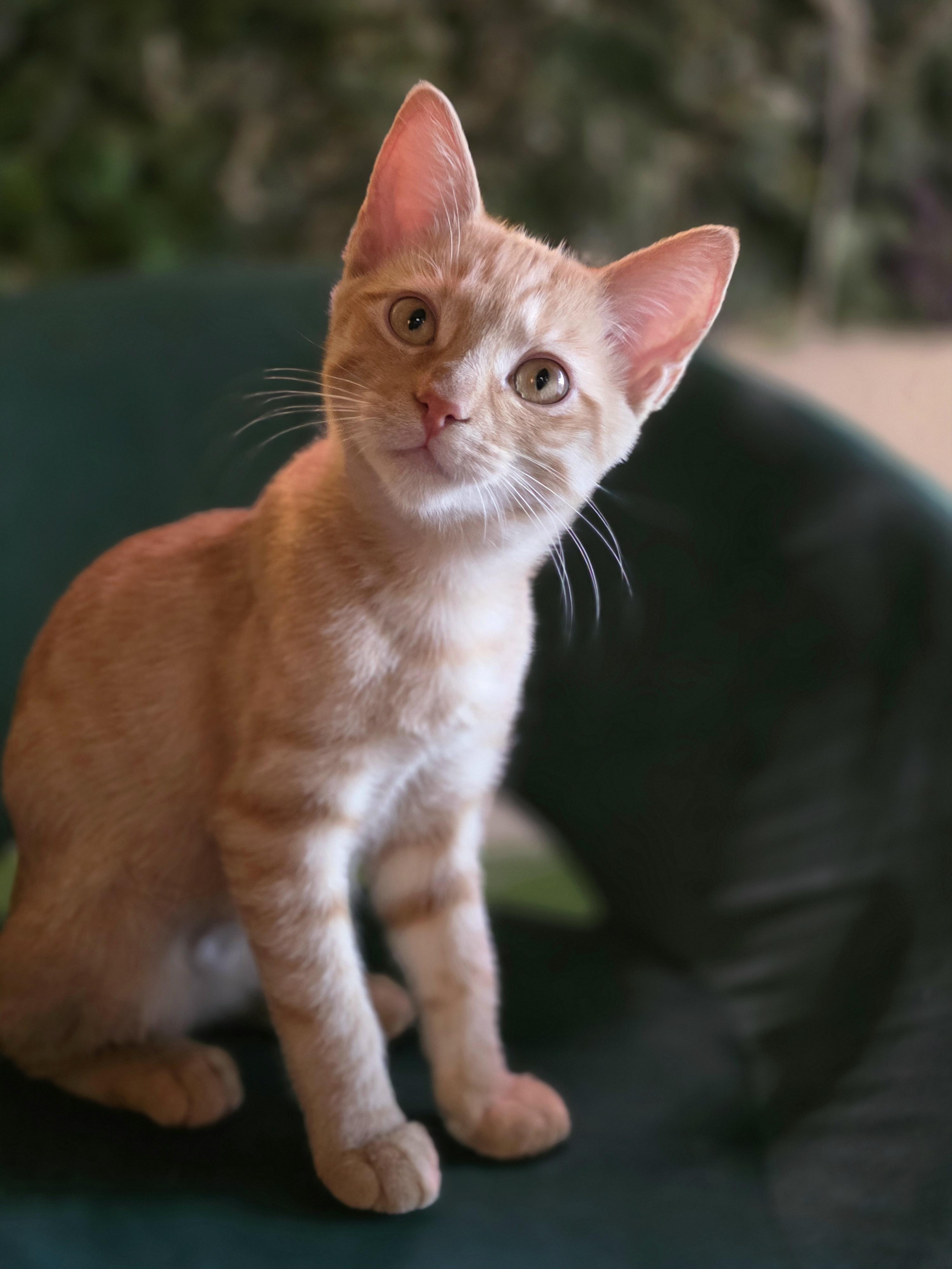 Jenny (RP), adoptable, Kitten Female Domestic Short Hair.