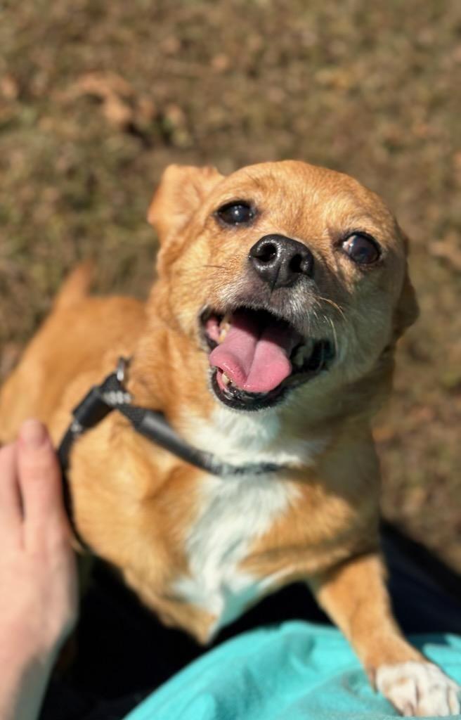 Flare (Lessy), Adoptable, Senior Female Chihuahua & Terrier.