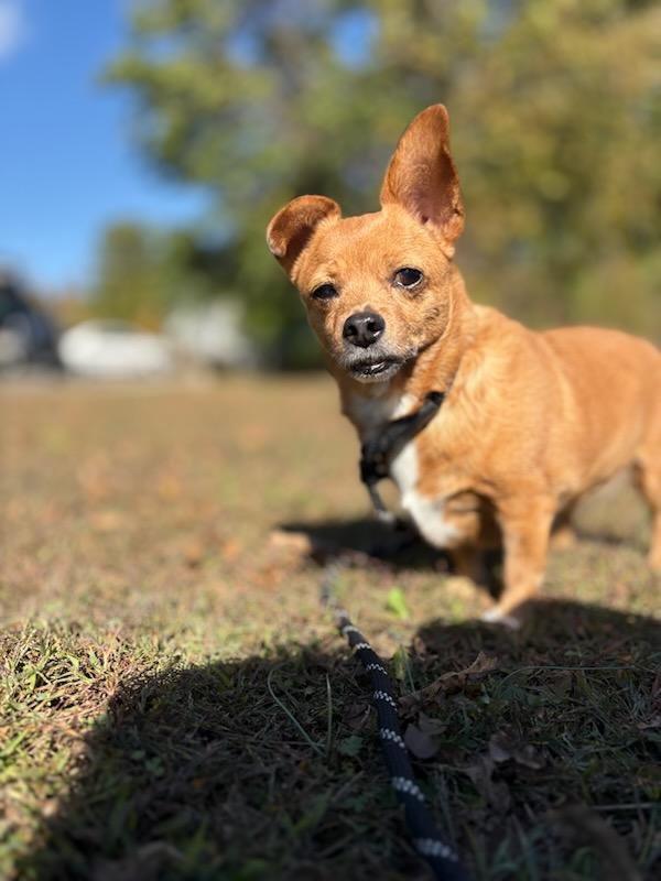 Enlarge Flare (Lessy), a Adoptable mixed breed in Murphysboro, IL image 4/6
