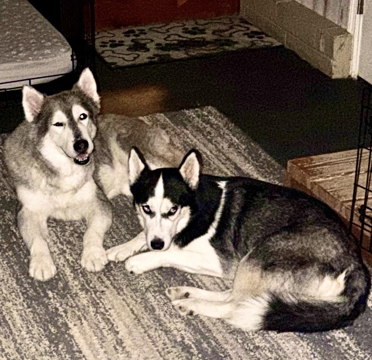 Enlarge Lazarus, a Adoptable Siberian Husky in Cincinnati, OH image 4/6