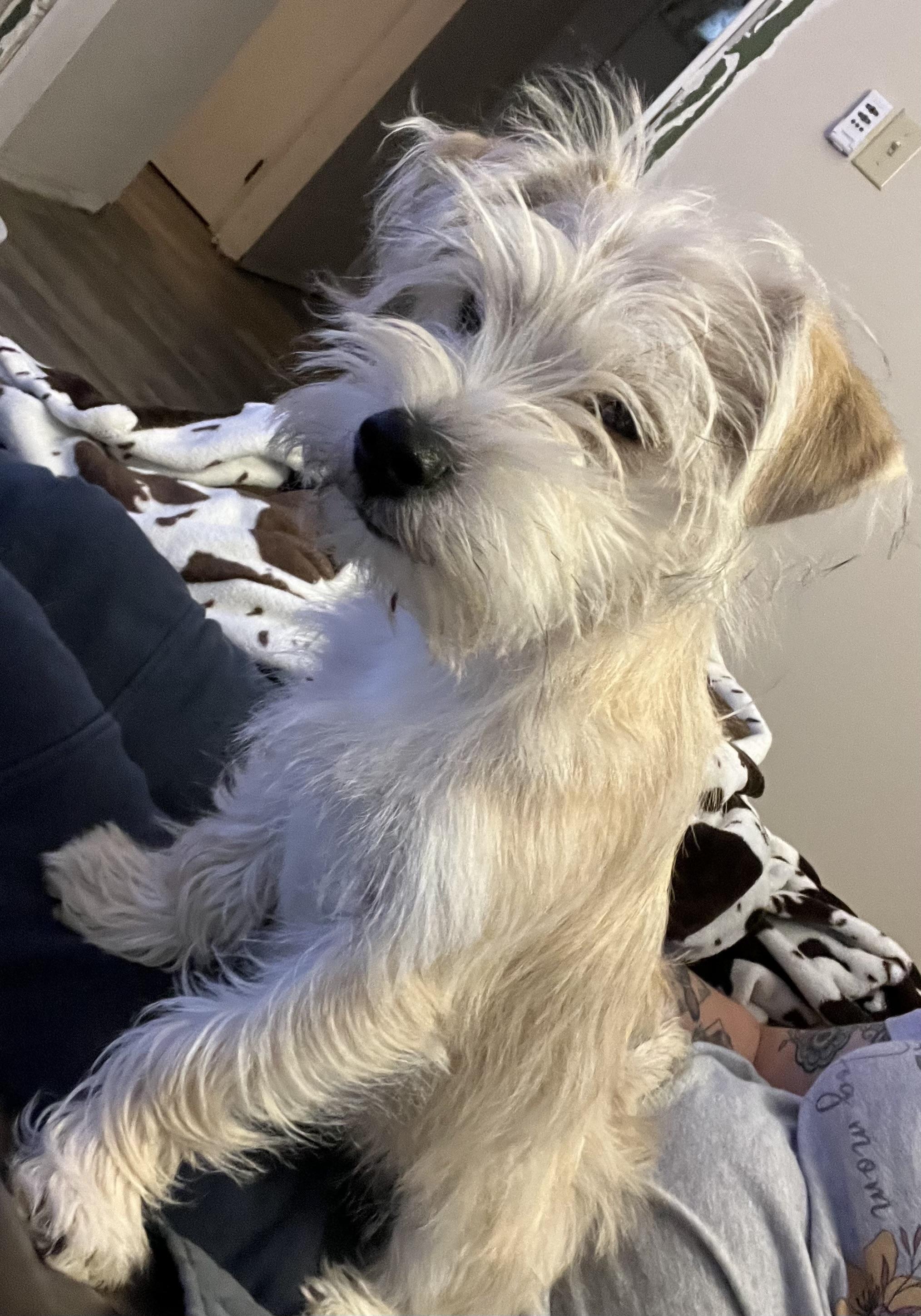 Enlarge Bentley, a Adopted mixed breed in Somerville, TX image 2/6