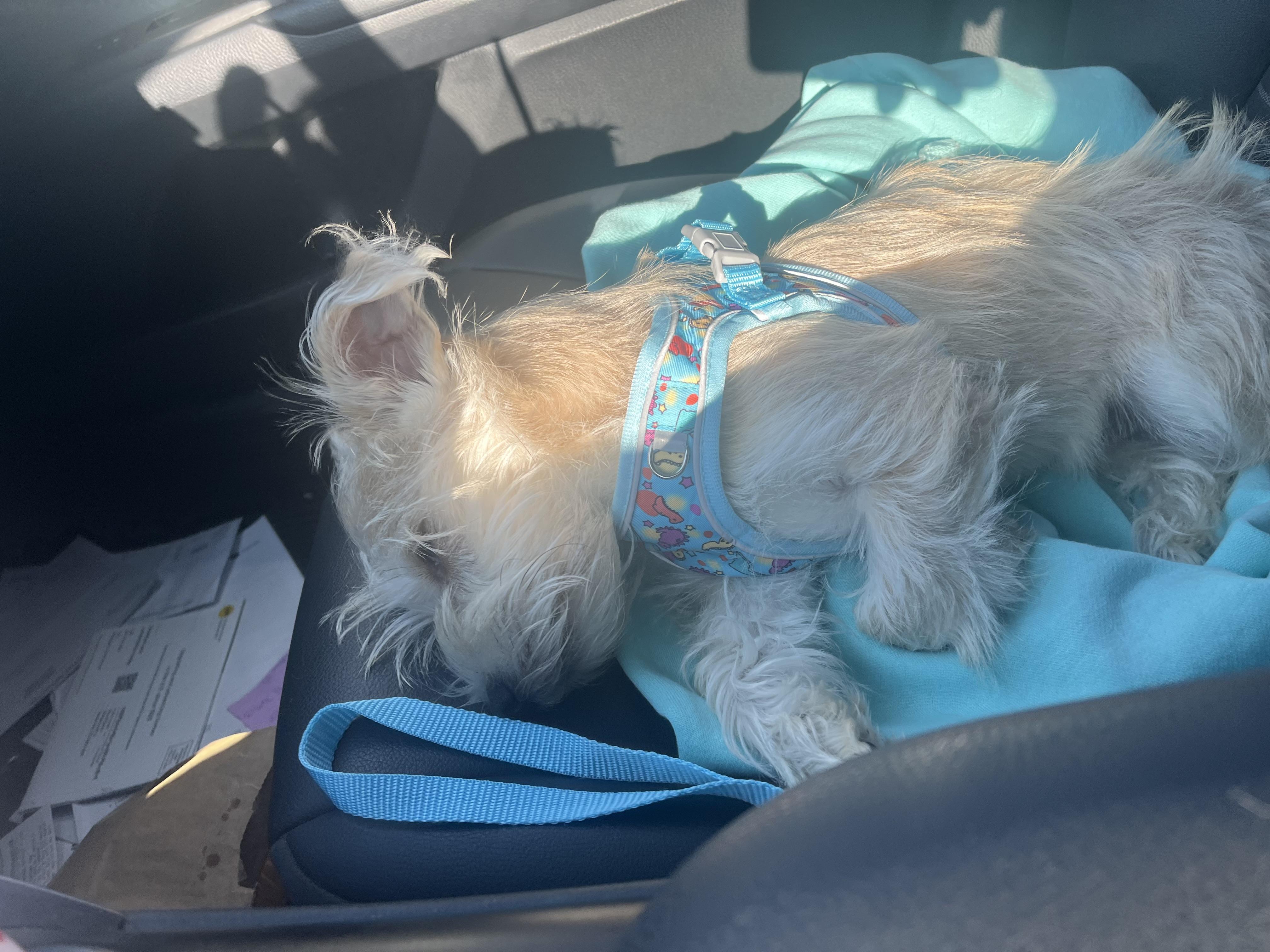 Enlarge Bentley, a Adopted mixed breed in Somerville, TX image 5/6