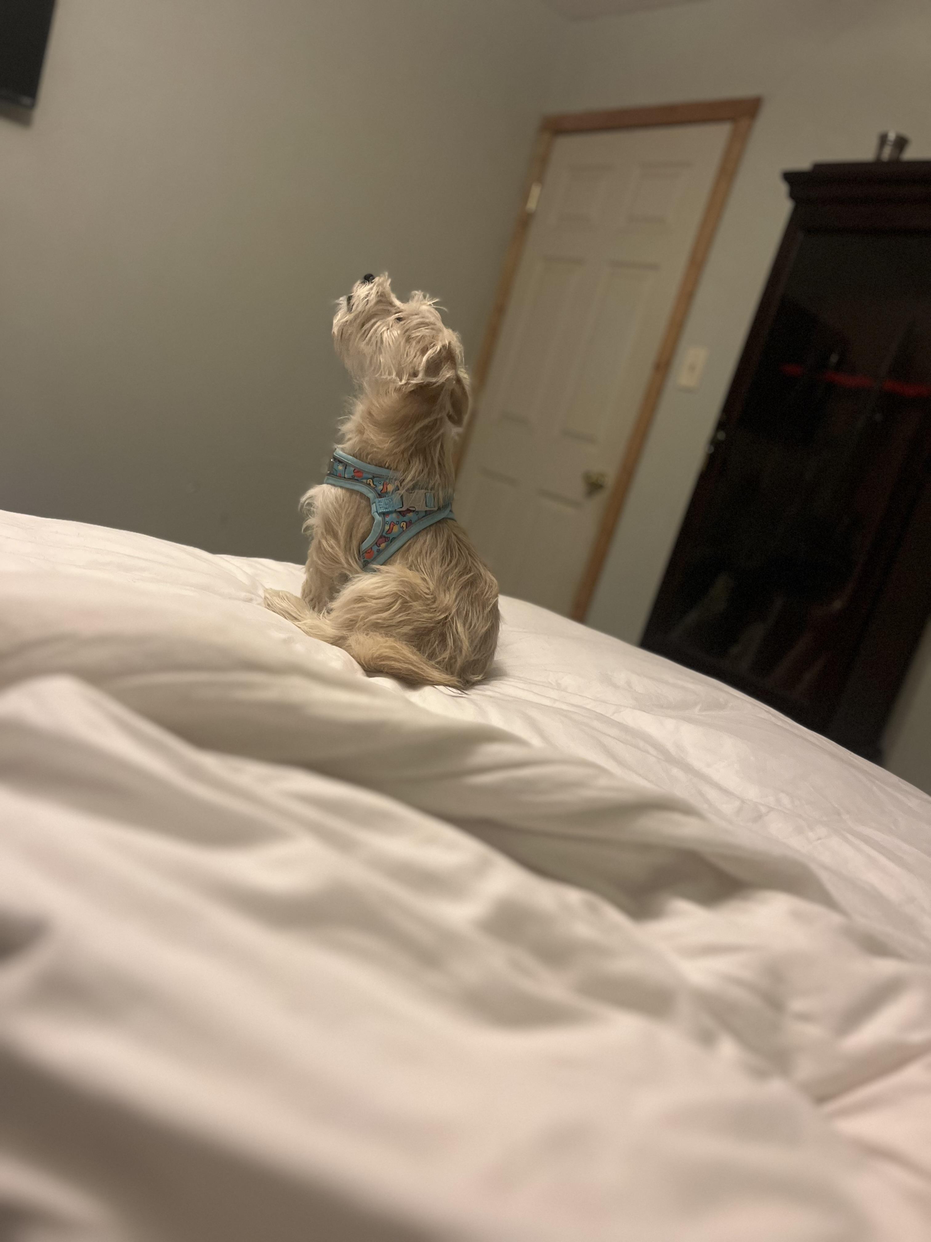 Enlarge Bentley, a Adopted mixed breed in Somerville, TX image 6/6