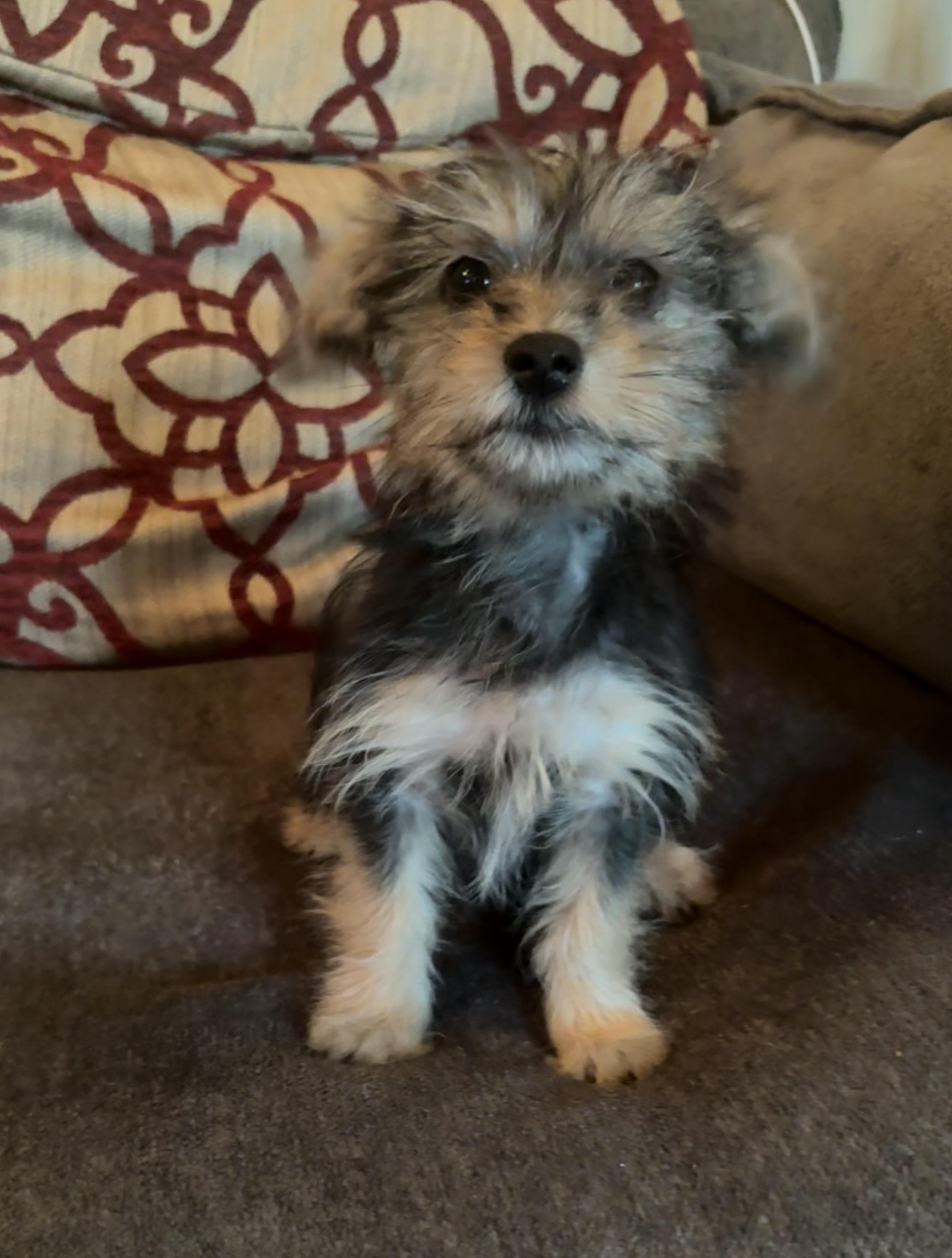 Enlarge Denim, a Adoptable mixed breed in Concord, CA image 2/4