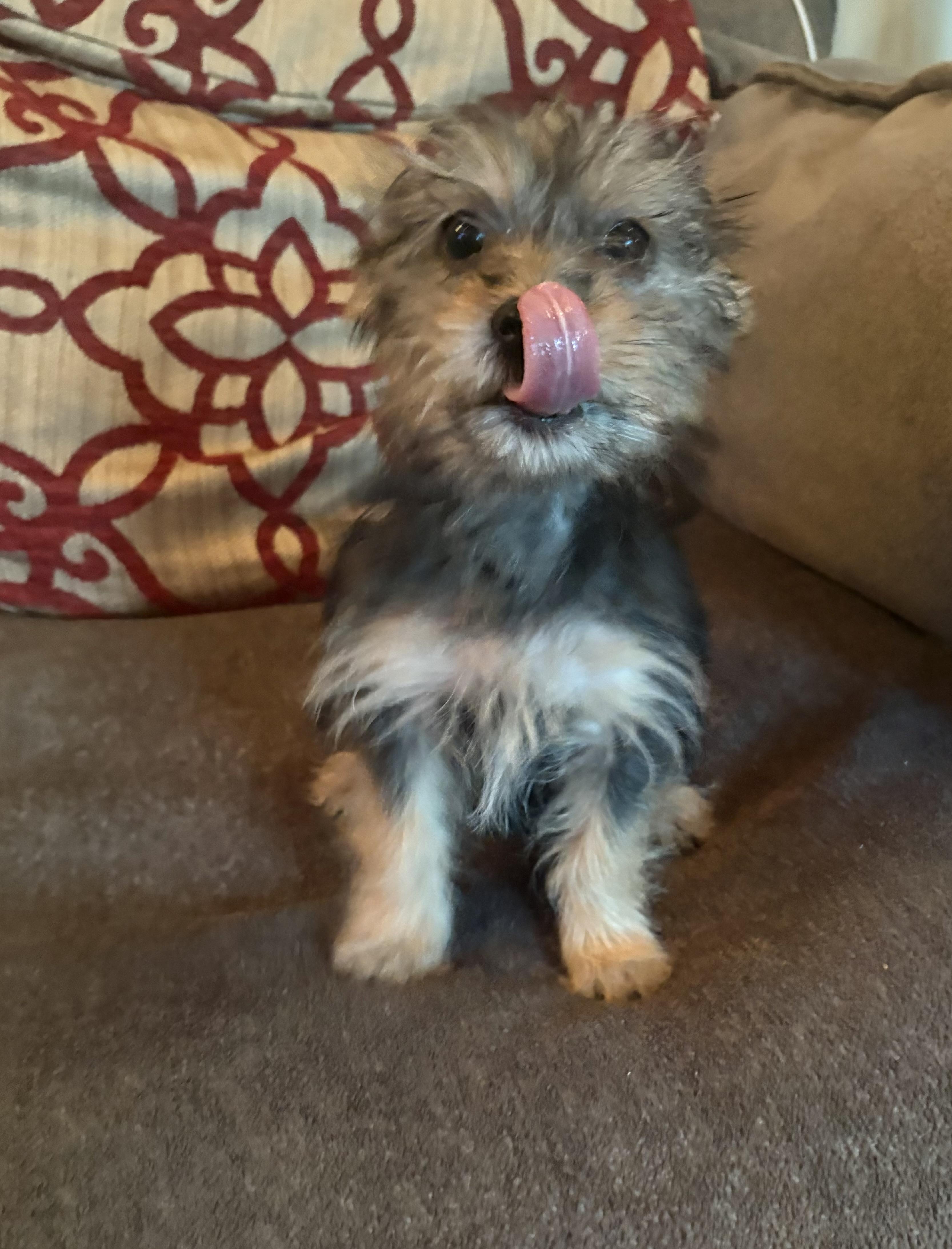 Enlarge Denim, a Adoptable mixed breed in Concord, CA image 3/4