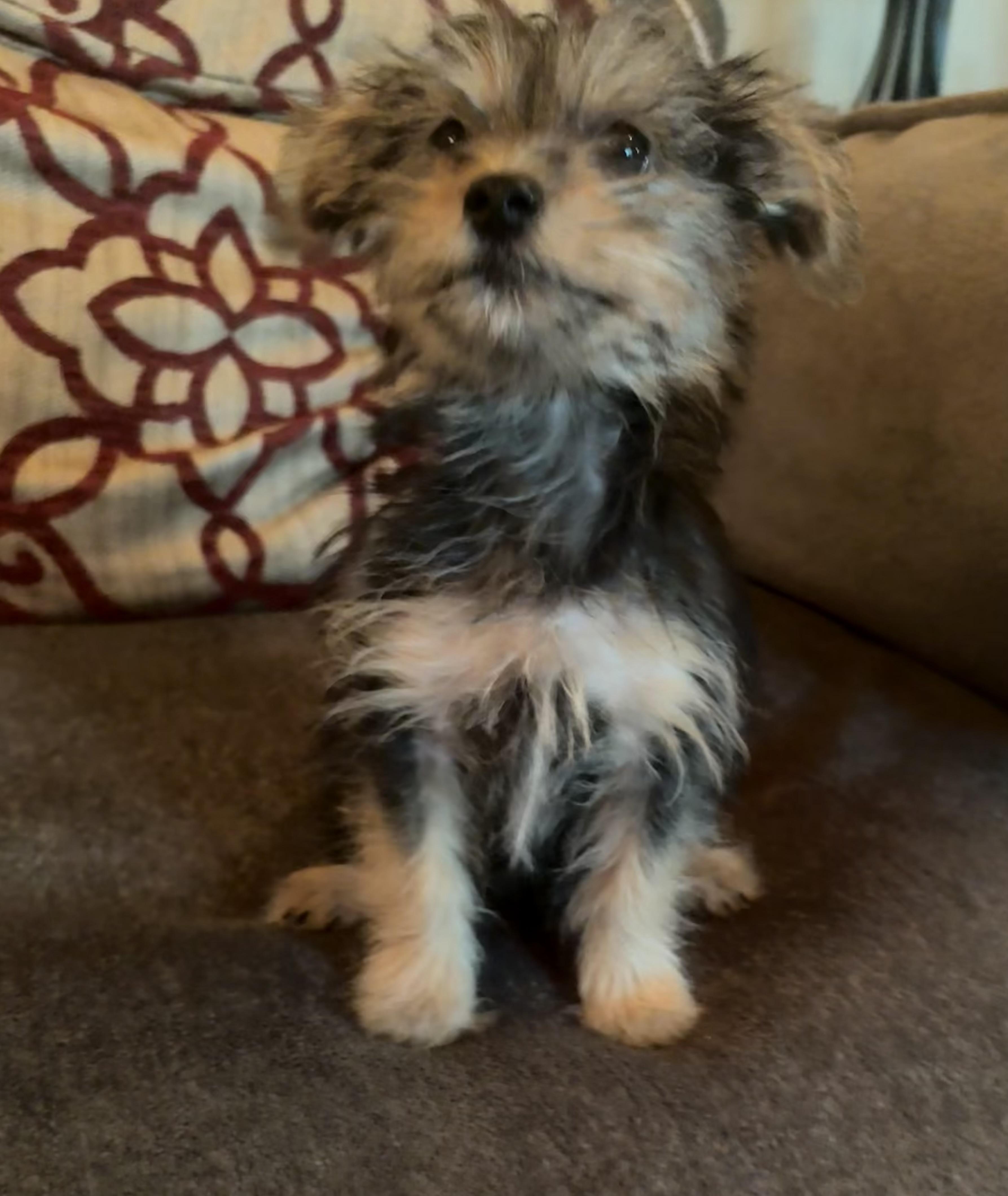 Enlarge Denim, a Adoptable mixed breed in Concord, CA image 4/4