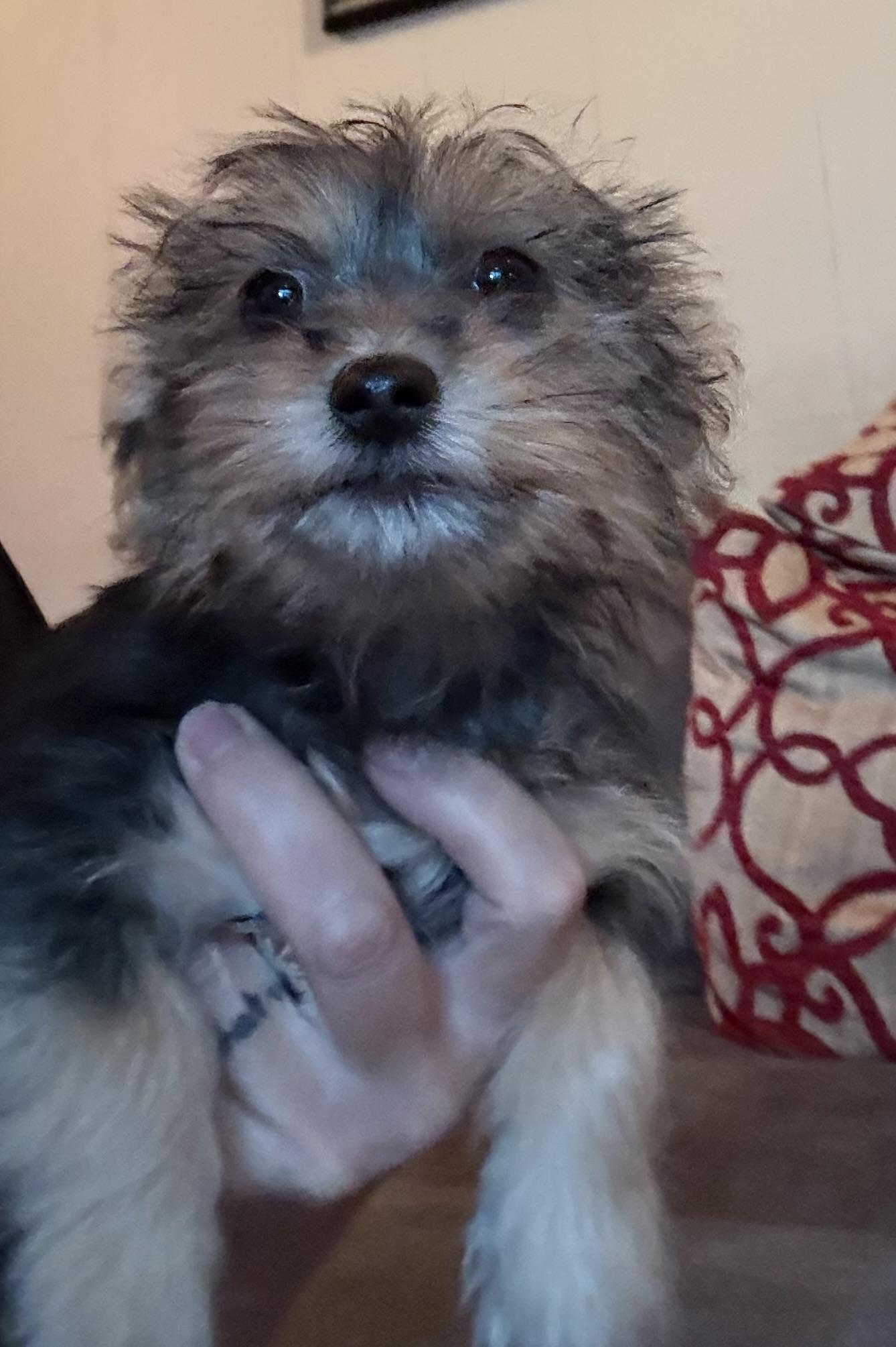 Enlarge Denim, a Adoptable mixed breed in Concord, CA image 1/4