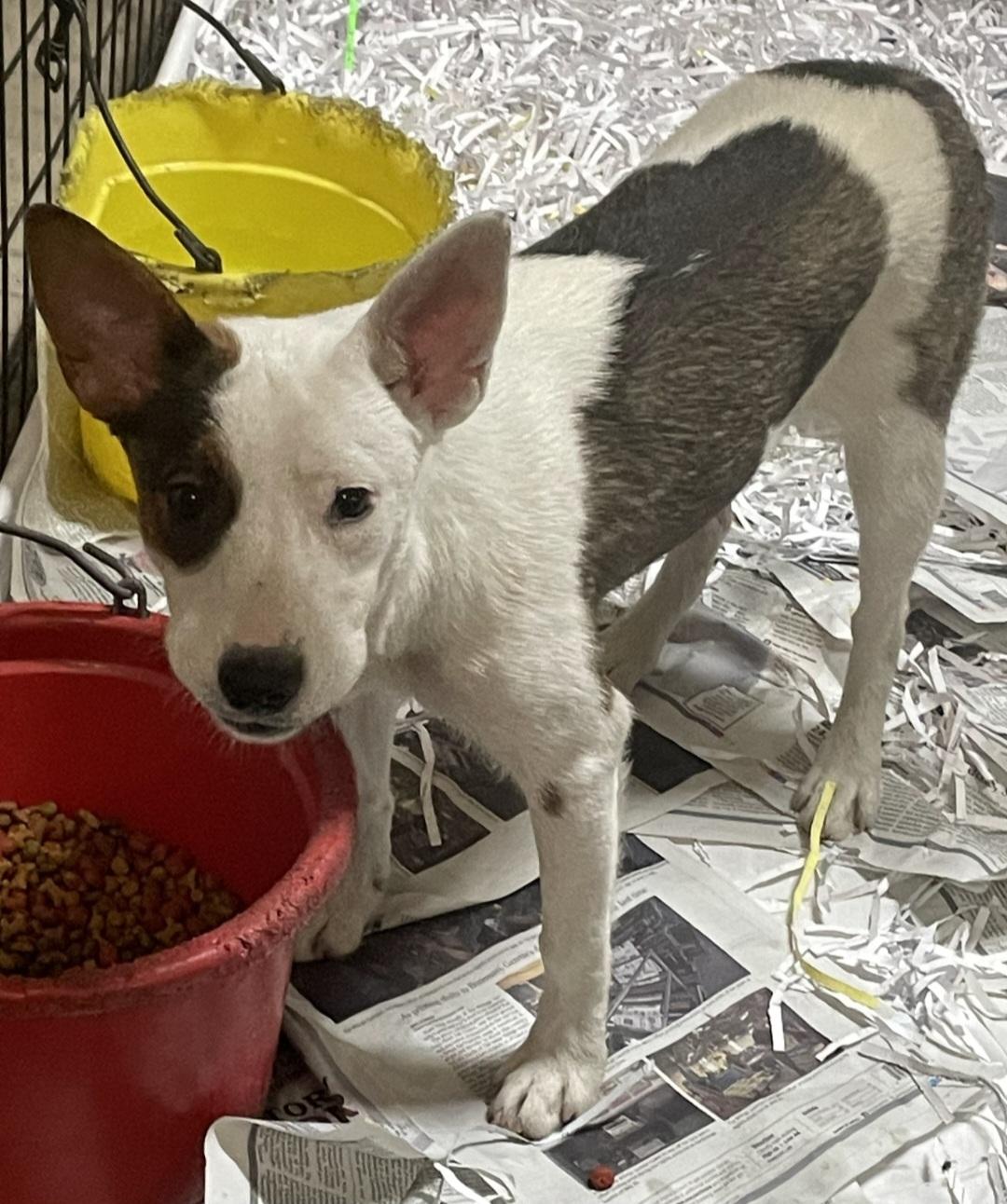 T-P19-Rosie, an adoptable Cattle Dog in Billings, MT, 59101 | Photo Image 1