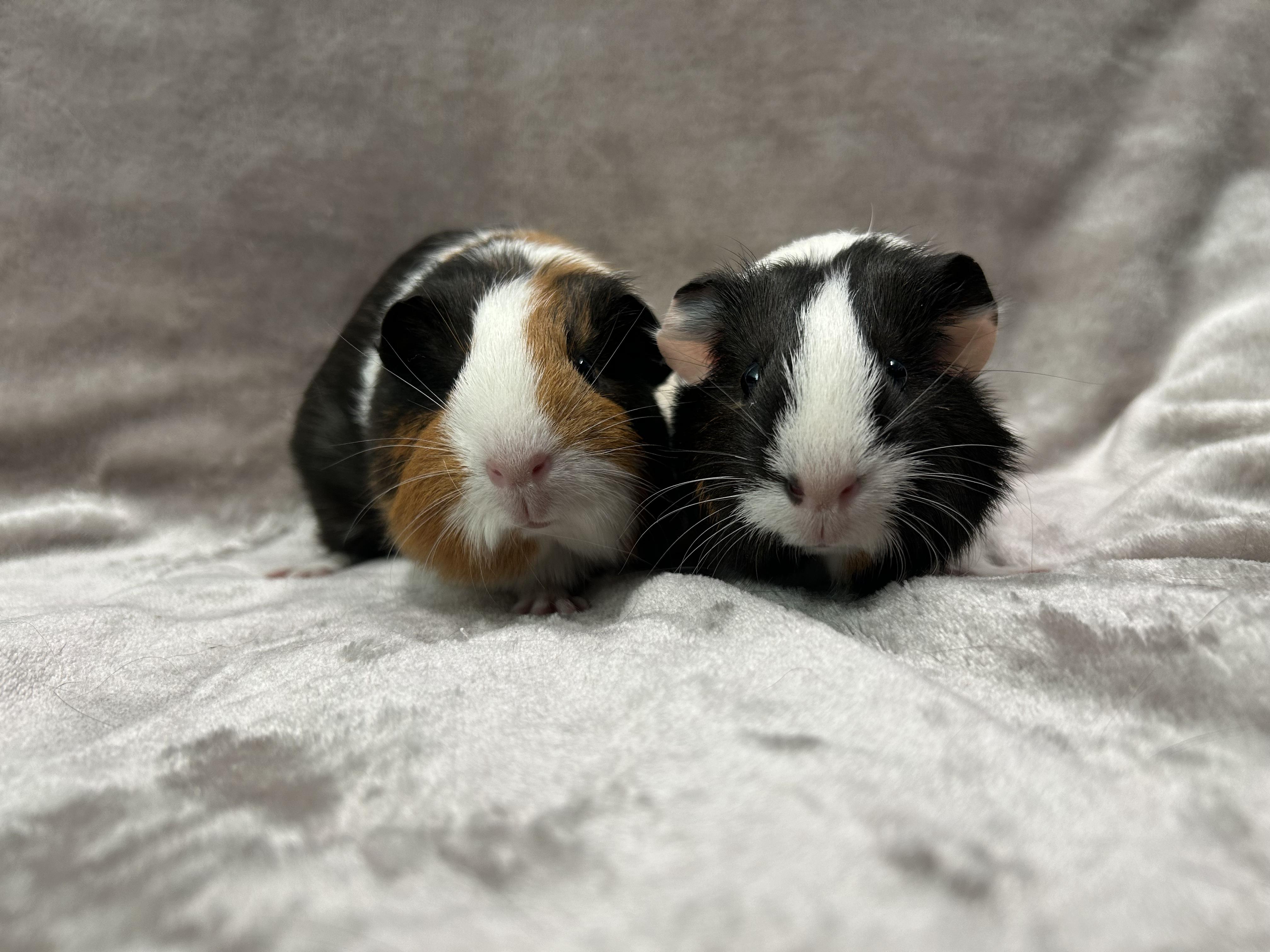 Enlarge Aimee and Aliza, an adopted Guinea Pig in Edgewood, MD image 3/6