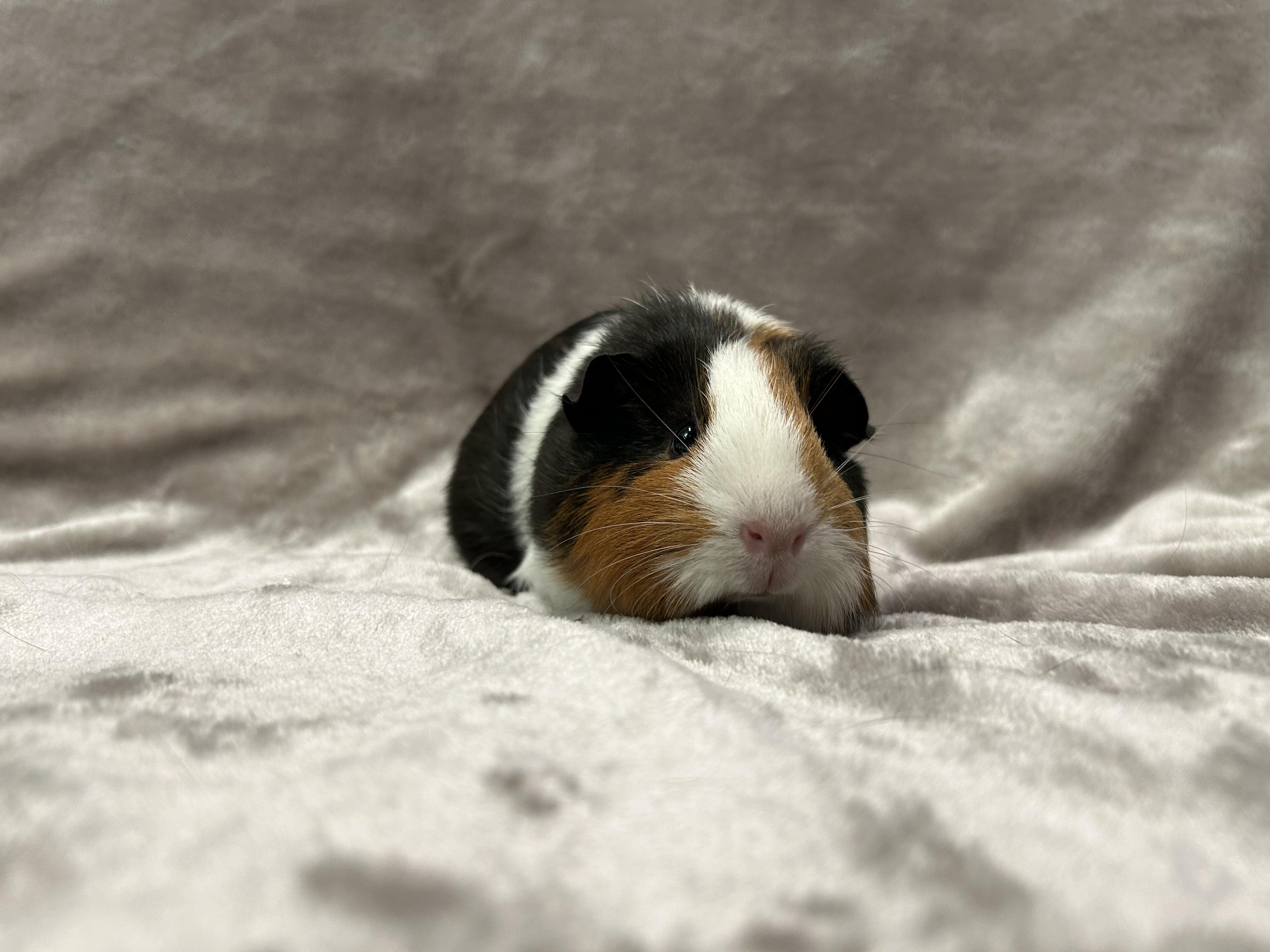 Enlarge Aimee and Aliza, an adopted Guinea Pig in Edgewood, MD image 2/6