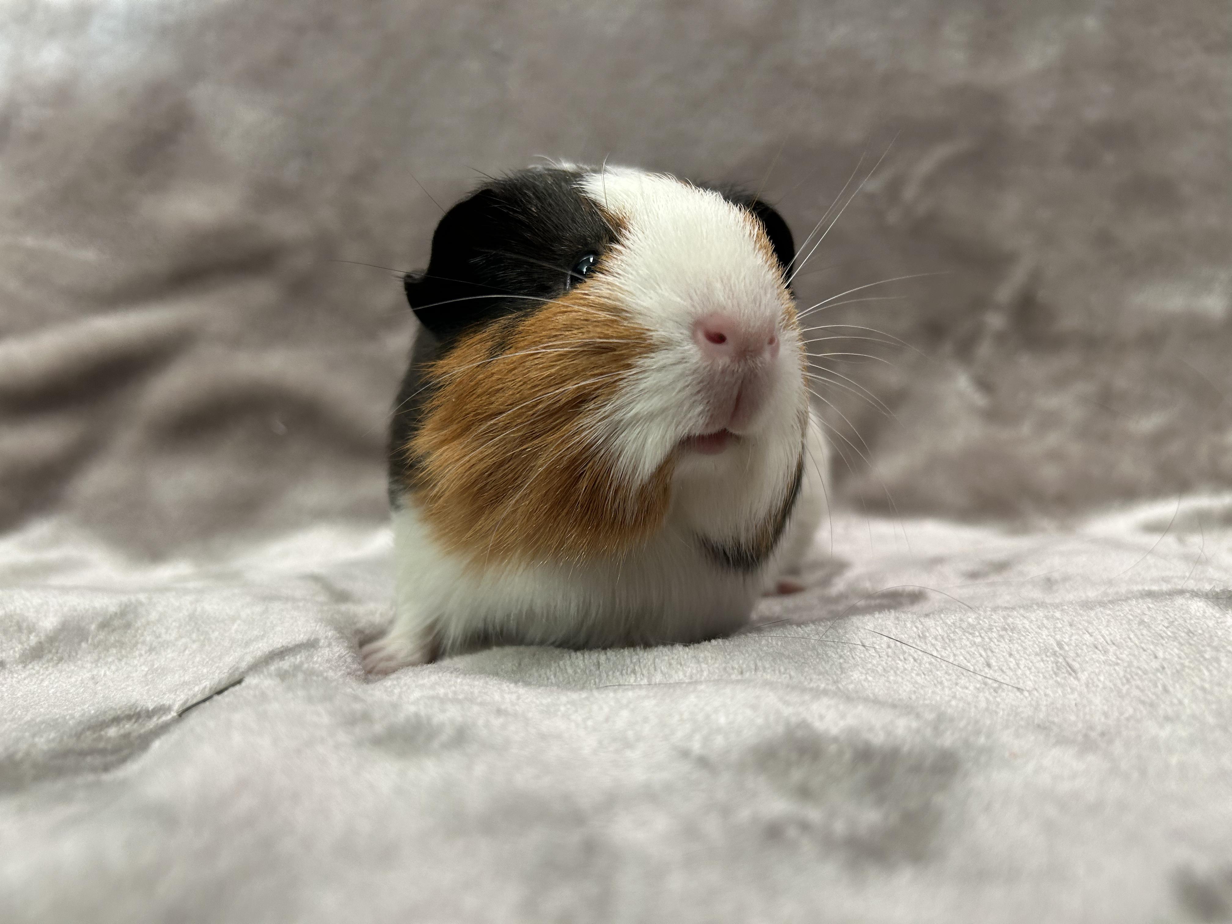 Enlarge Aimee and Aliza, an adopted Guinea Pig in Edgewood, MD image 4/6