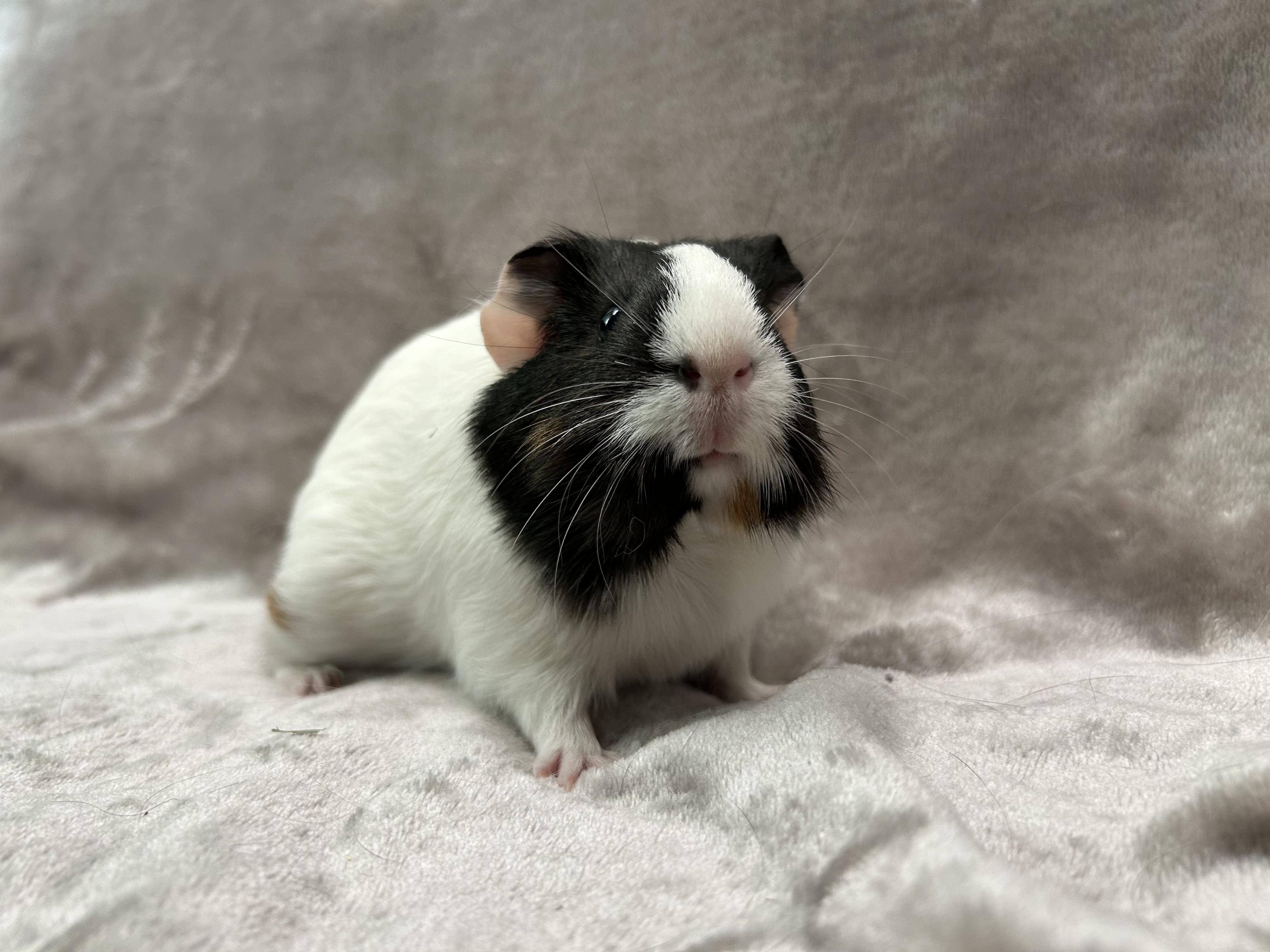 Enlarge Aimee and Aliza, an adopted Guinea Pig in Edgewood, MD image 5/6