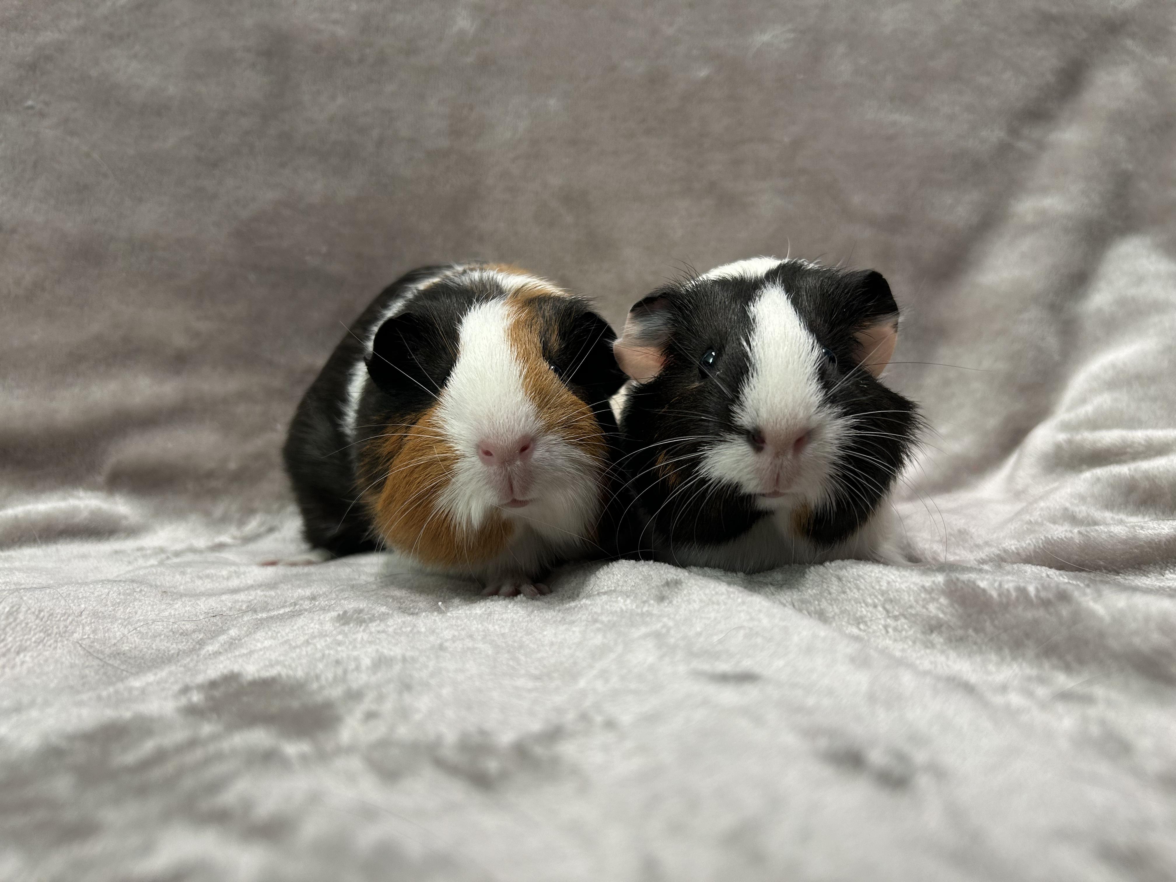 Aimee and Aliza, adopted, Young Female Guinea Pig.