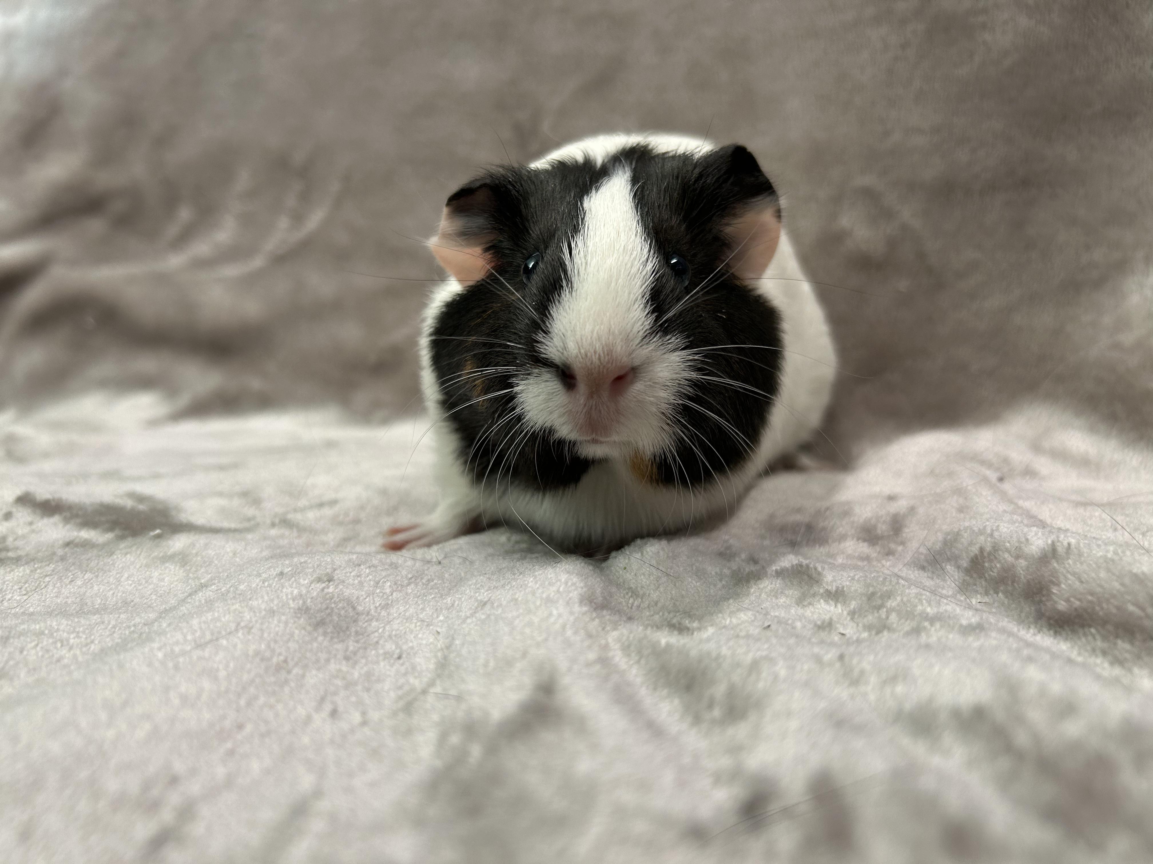 Enlarge Aimee and Aliza, an adopted Guinea Pig in Edgewood, MD image 6/6