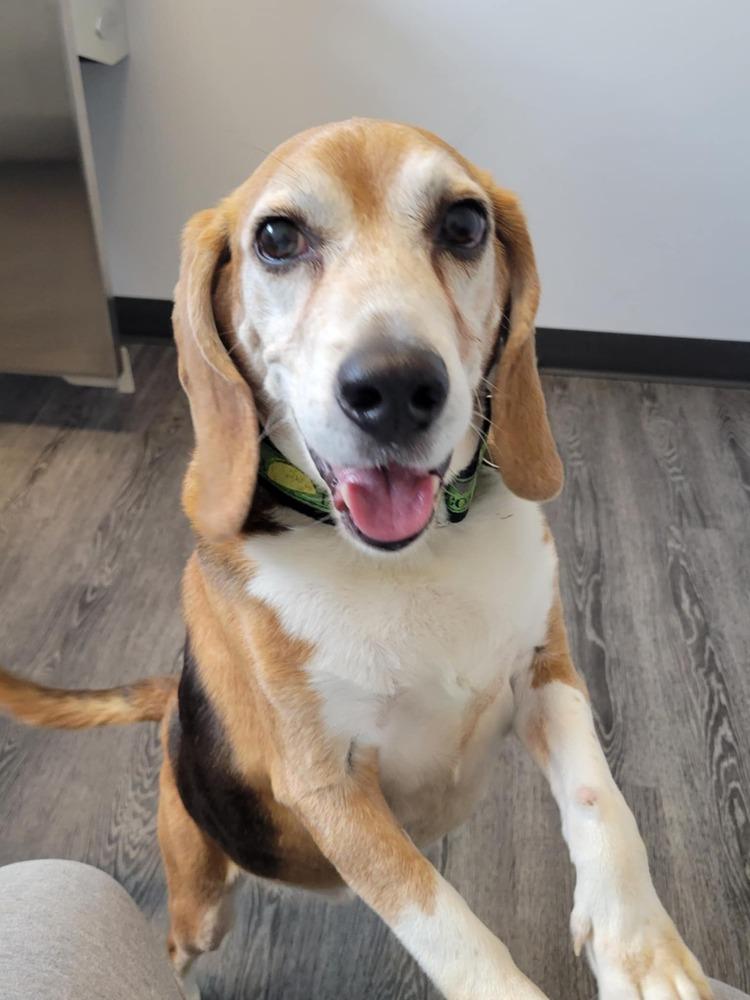 Alfie - Fostered in Omaha, a Adoptable Beagle in Shawnee Mission, KS image 1/6
