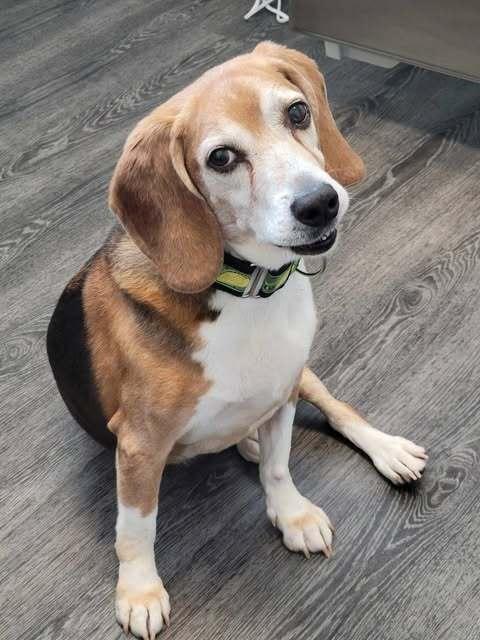 Alfie - Fostered in Omaha, a Adoptable Beagle in Shawnee Mission, KS image 2/6