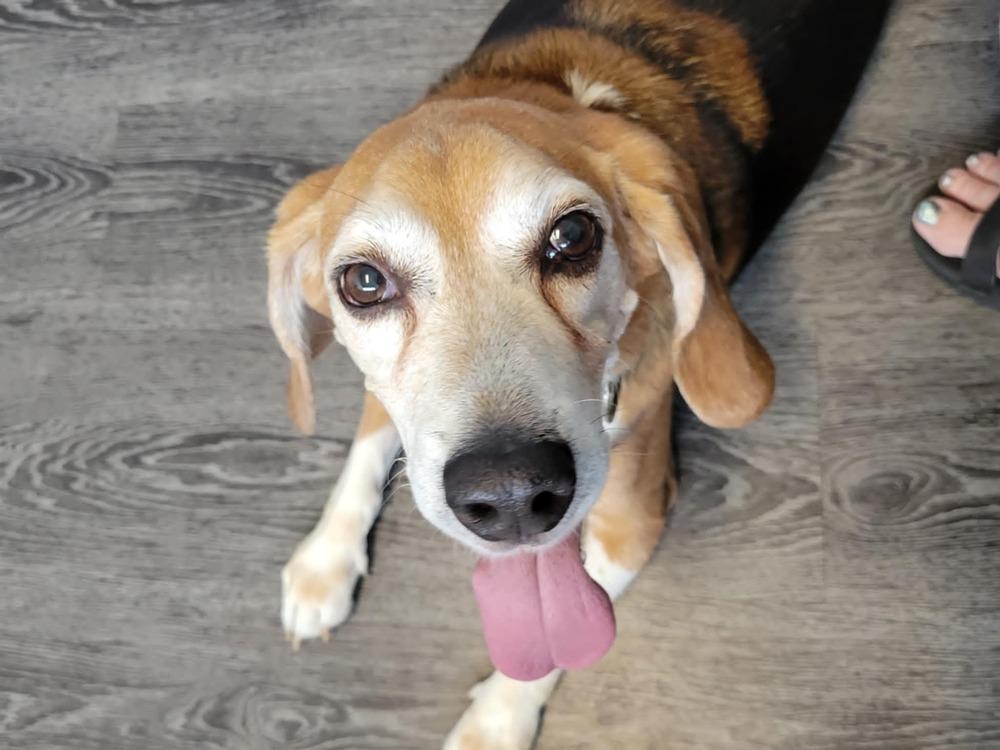 Alfie - Fostered in Omaha, a Adoptable Beagle in Shawnee Mission, KS image 3/6