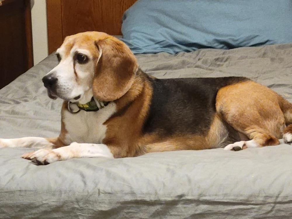 Alfie - Fostered in Omaha, a Adoptable Beagle in Shawnee Mission, KS image 4/6