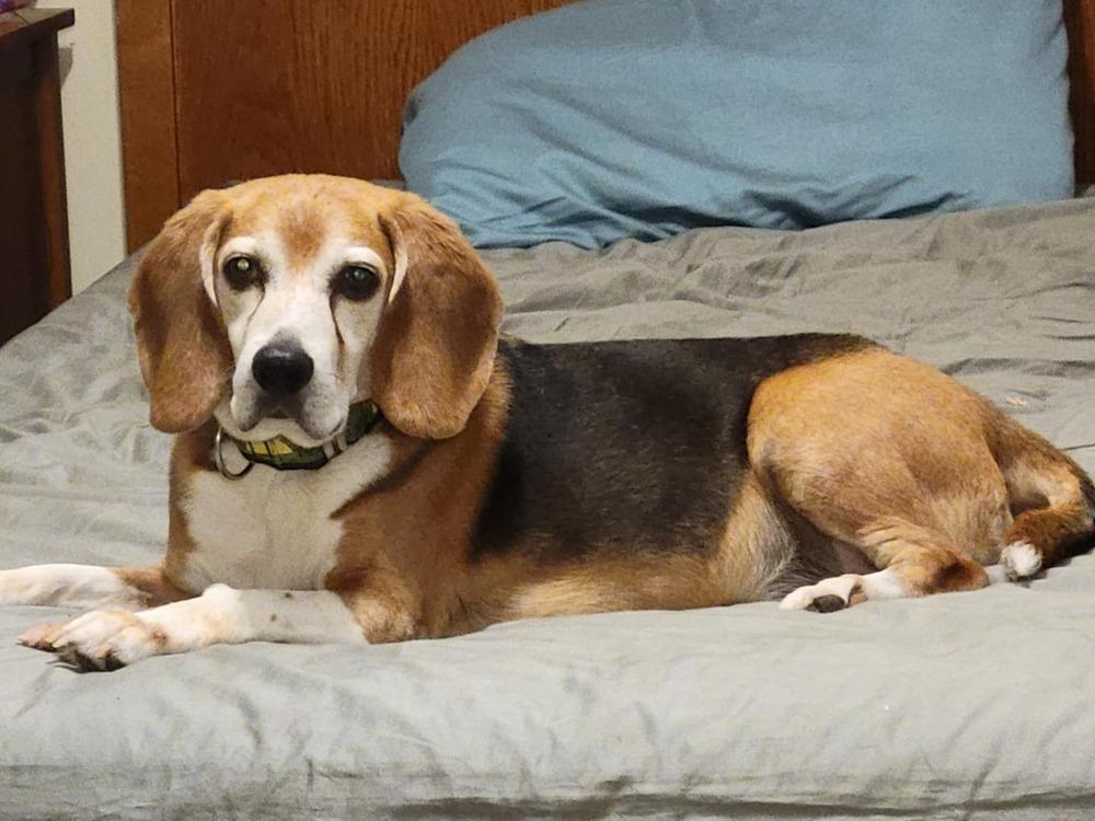 Alfie - Fostered in Omaha, a Adoptable Beagle in Shawnee Mission, KS image 5/6