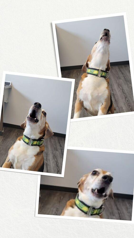 Alfie - Fostered in Omaha, a Adoptable Beagle in Shawnee Mission, KS image 6/6